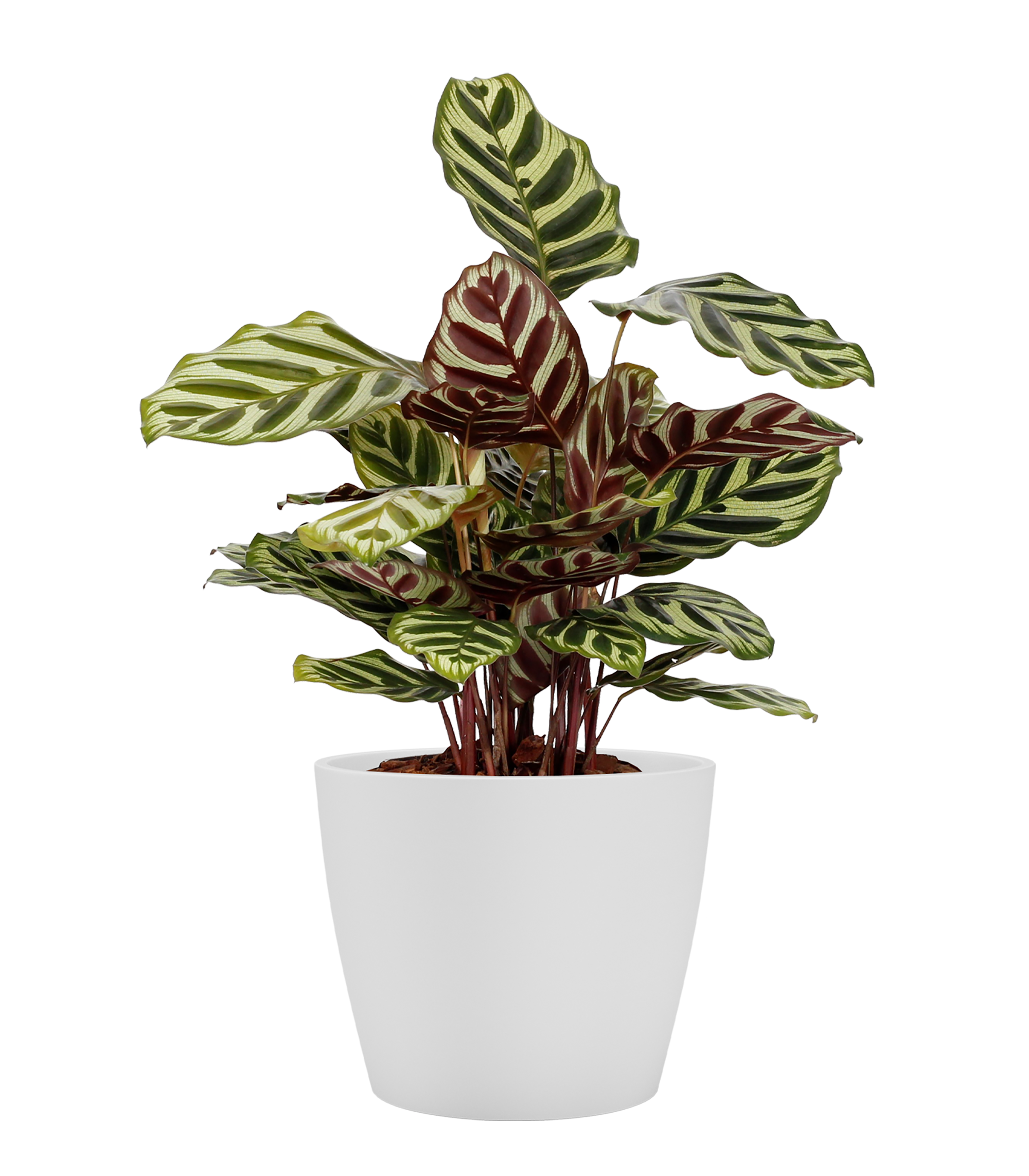 Maceta cónica de arcilla ARTEVASI Núbia ø 15 cm y 12 cm altura blanco - 3