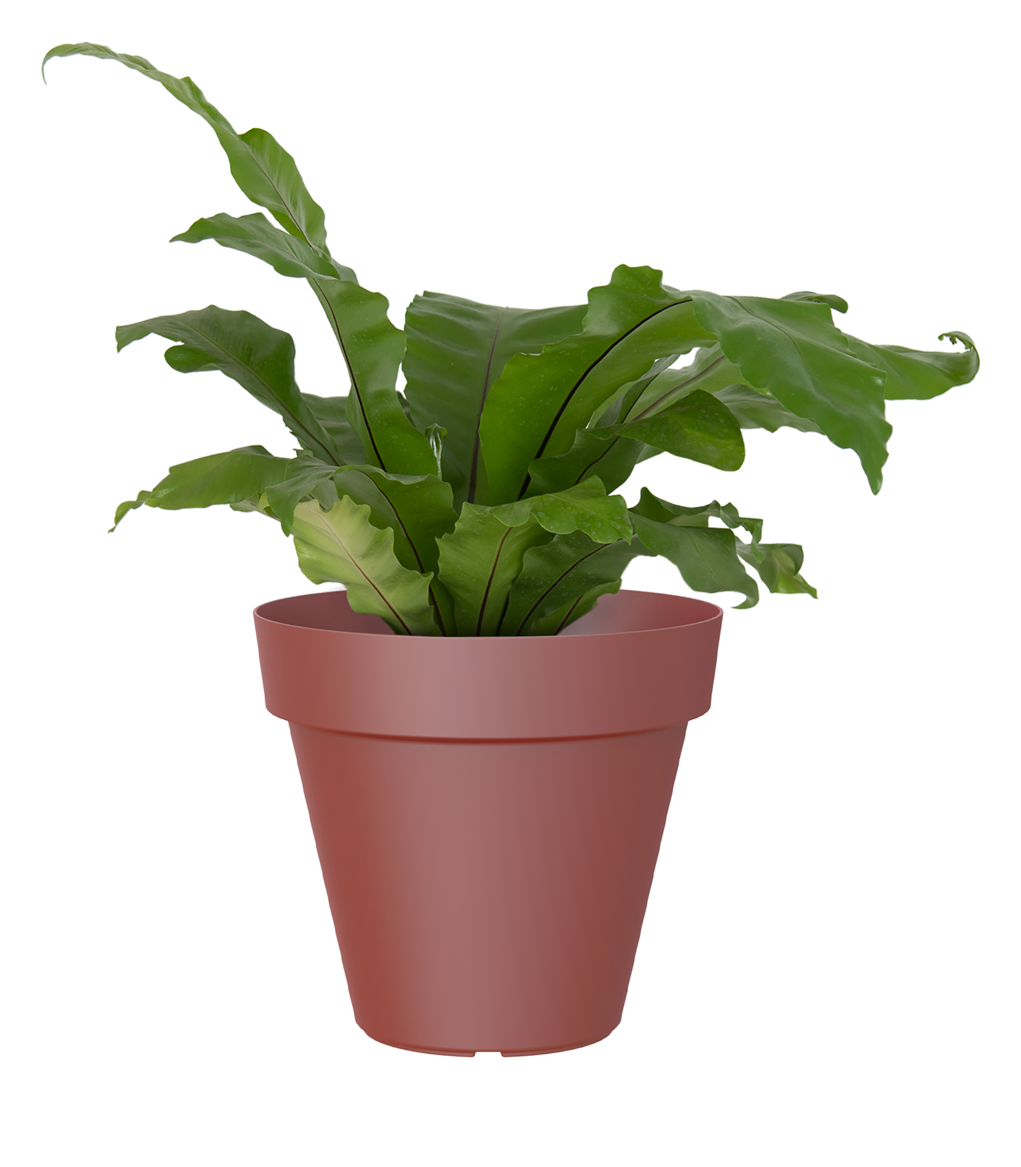 Vaso de plástico vermelho escuro 35 cm Capri - 9