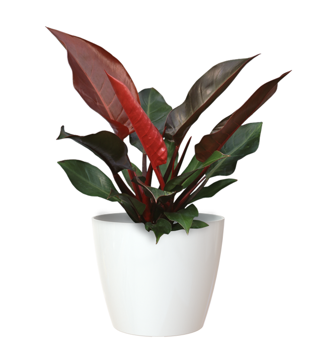 Maceta redonda de polipropileno SAN REMO blanco 20x18 cm