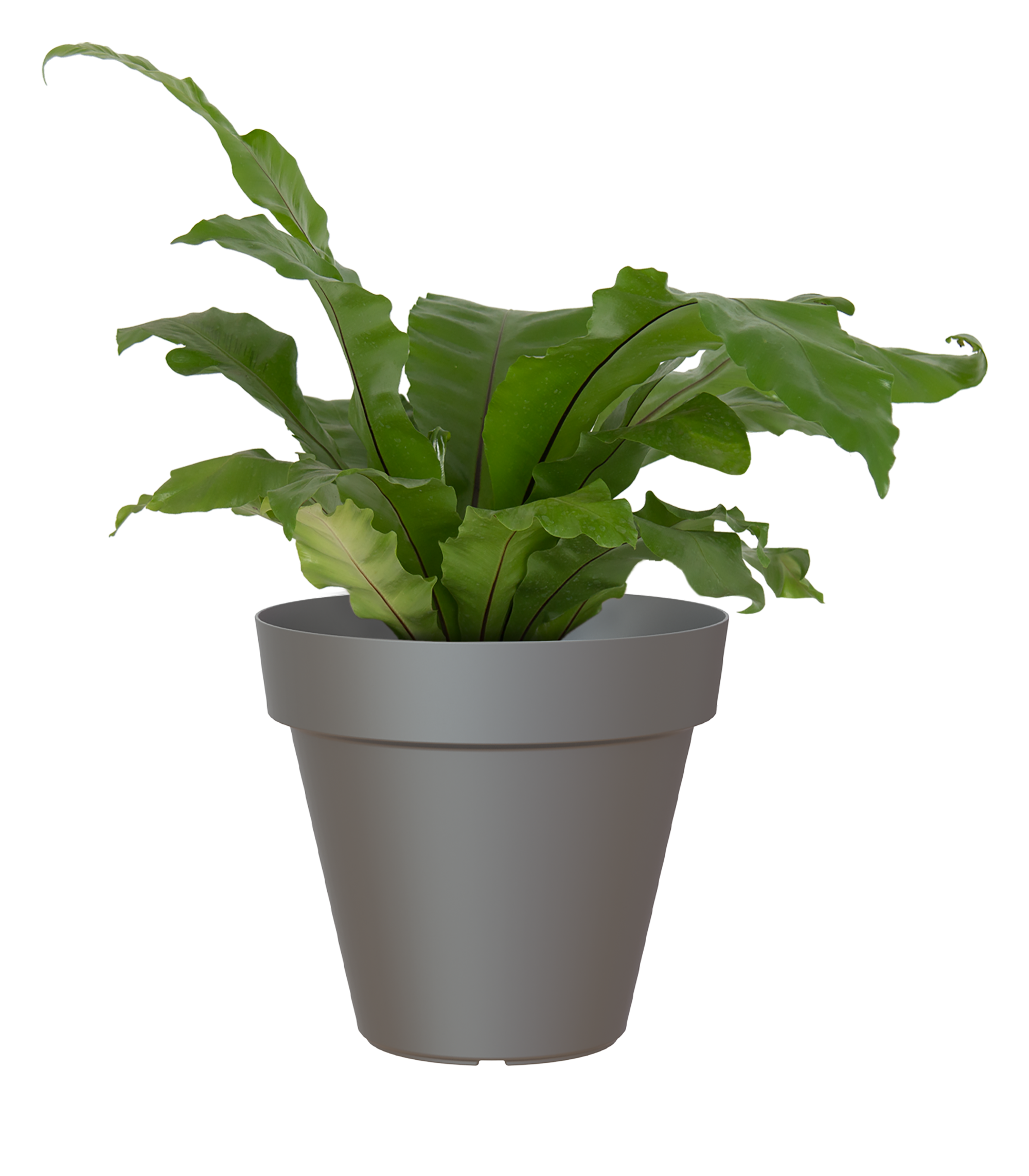 Maceta de polipropileno capri gris ø 13 cm