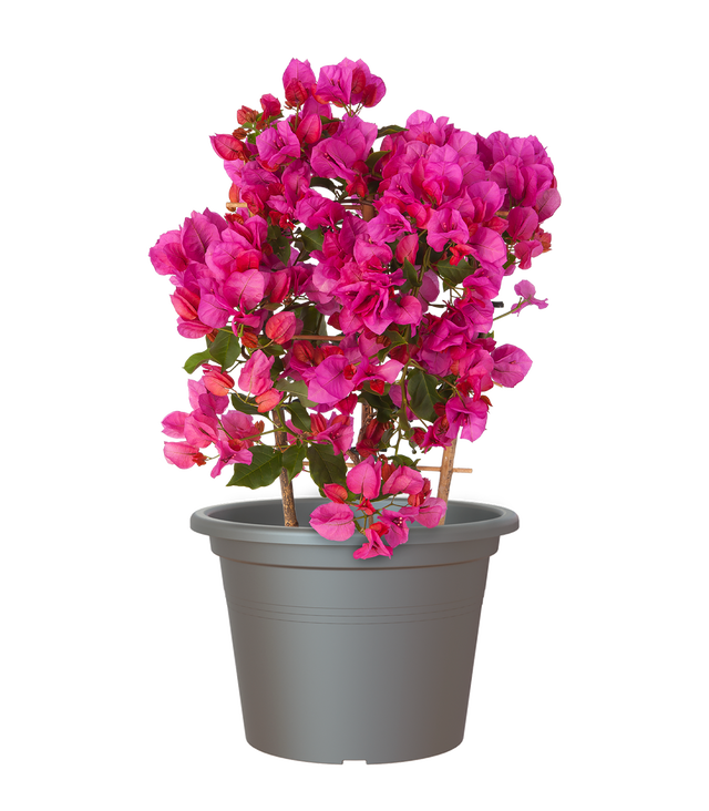 Maceta de polipropileno VENEZIA antracita ø 30 cm