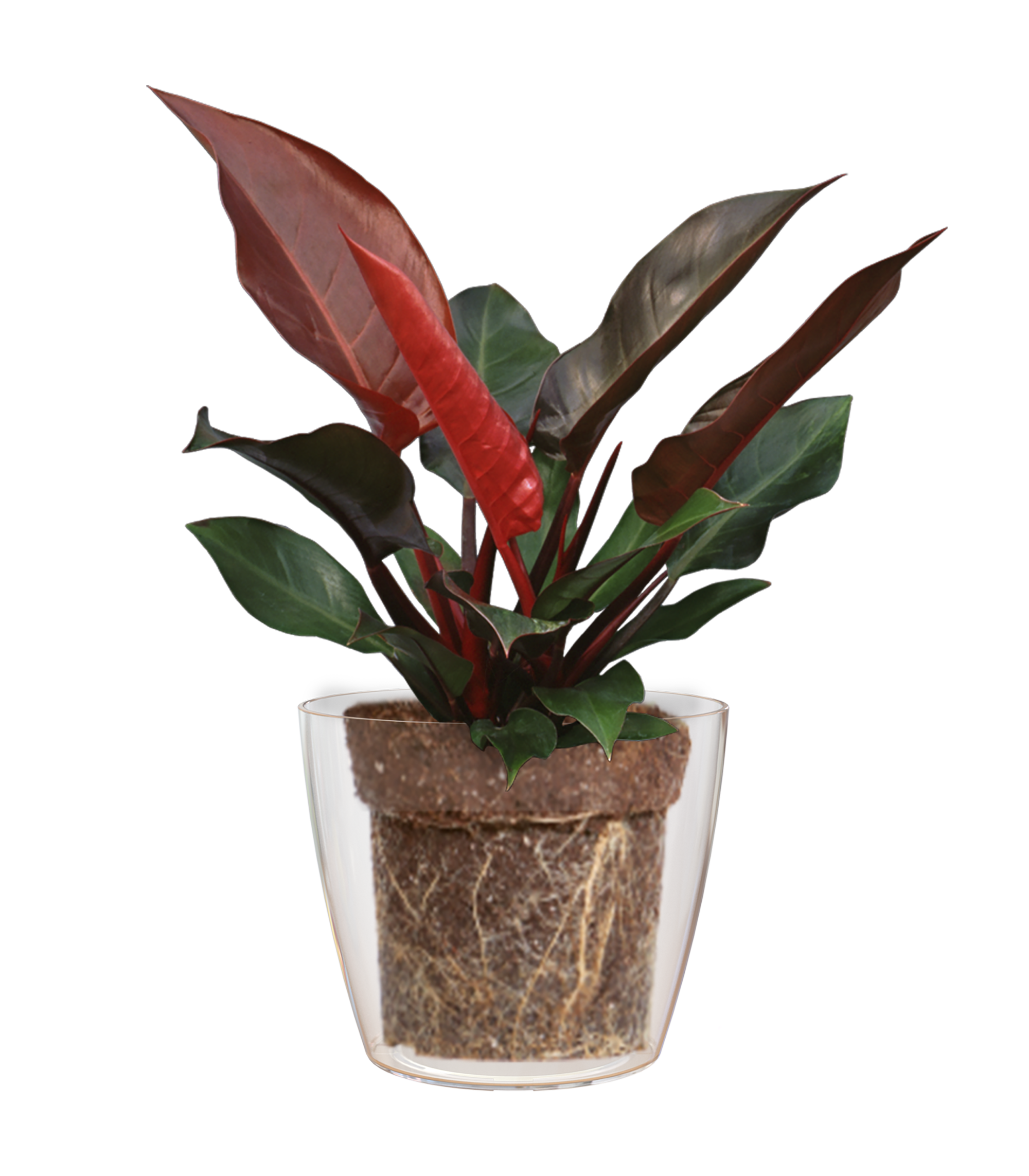 Vaso Sanremo ARTEVASI in polipropilene trasparente H 14.5 x ø 16 cm - 2