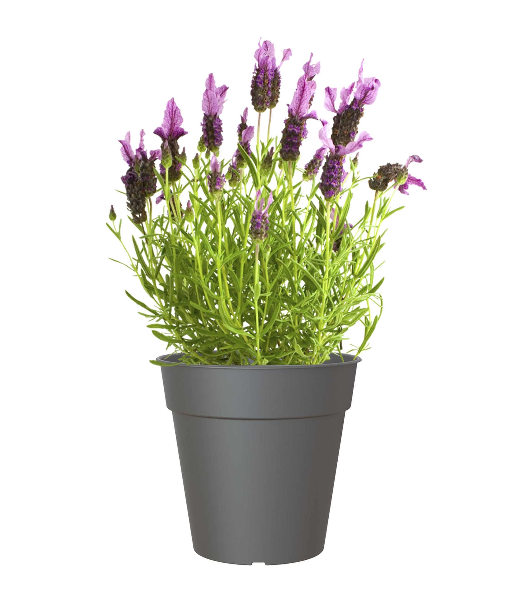 Vaso de plástico 23x22,2 cm antracite Madagascar - 11