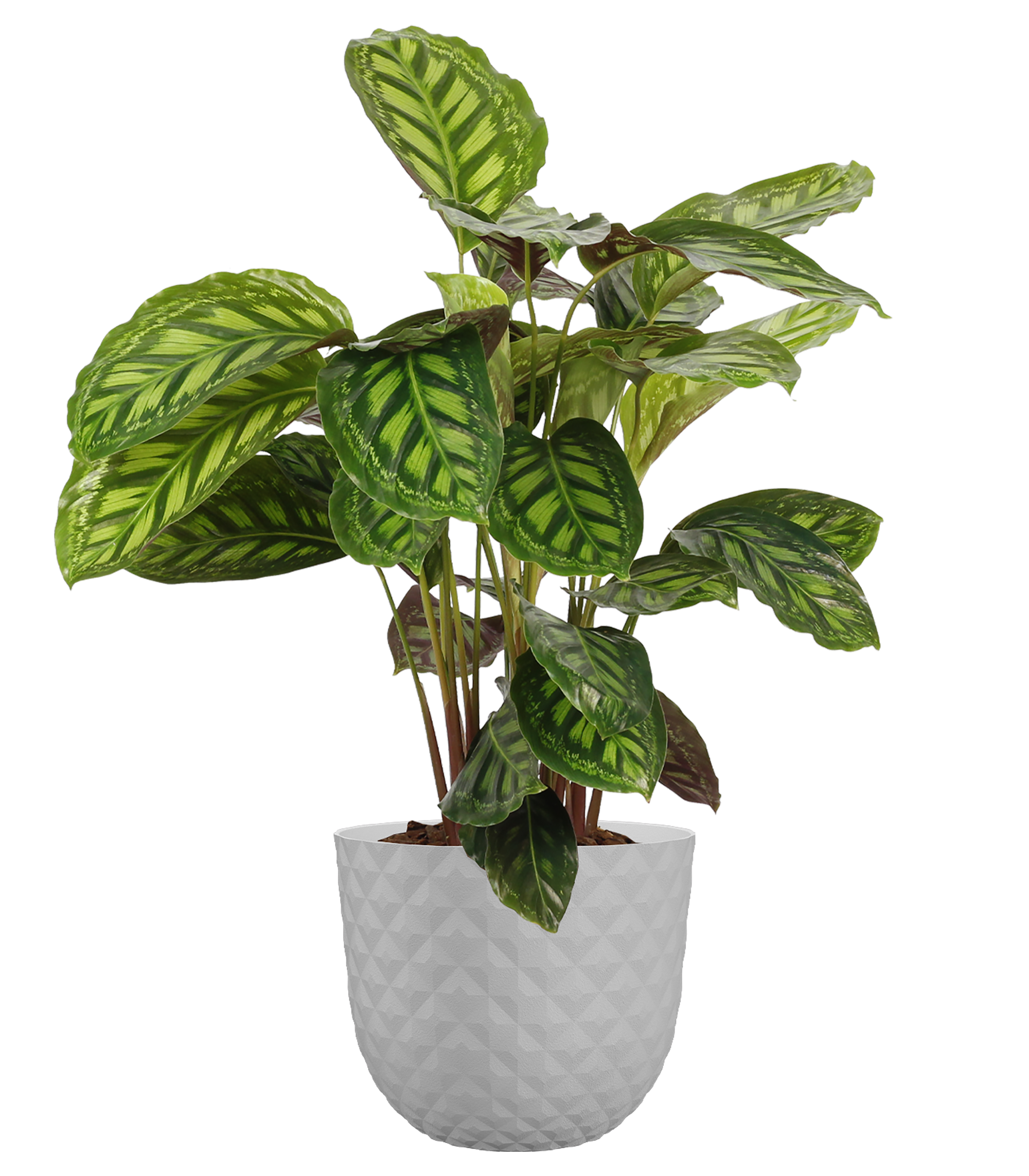 Maceta redonda de polipropileno HAVANA TROPICAL granito 30x24,9 cm - 4