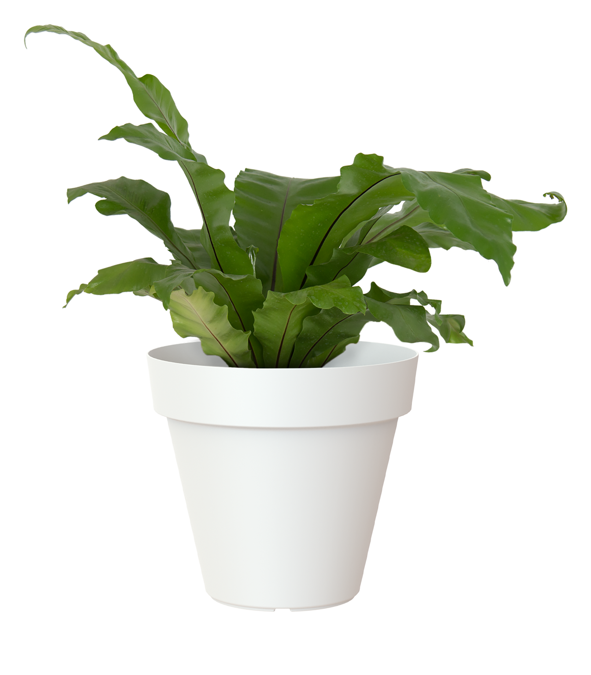 Maceta redonda de resina ARTEVASI Capri ø 25 cm y 21.5 cm altura blanco - 3