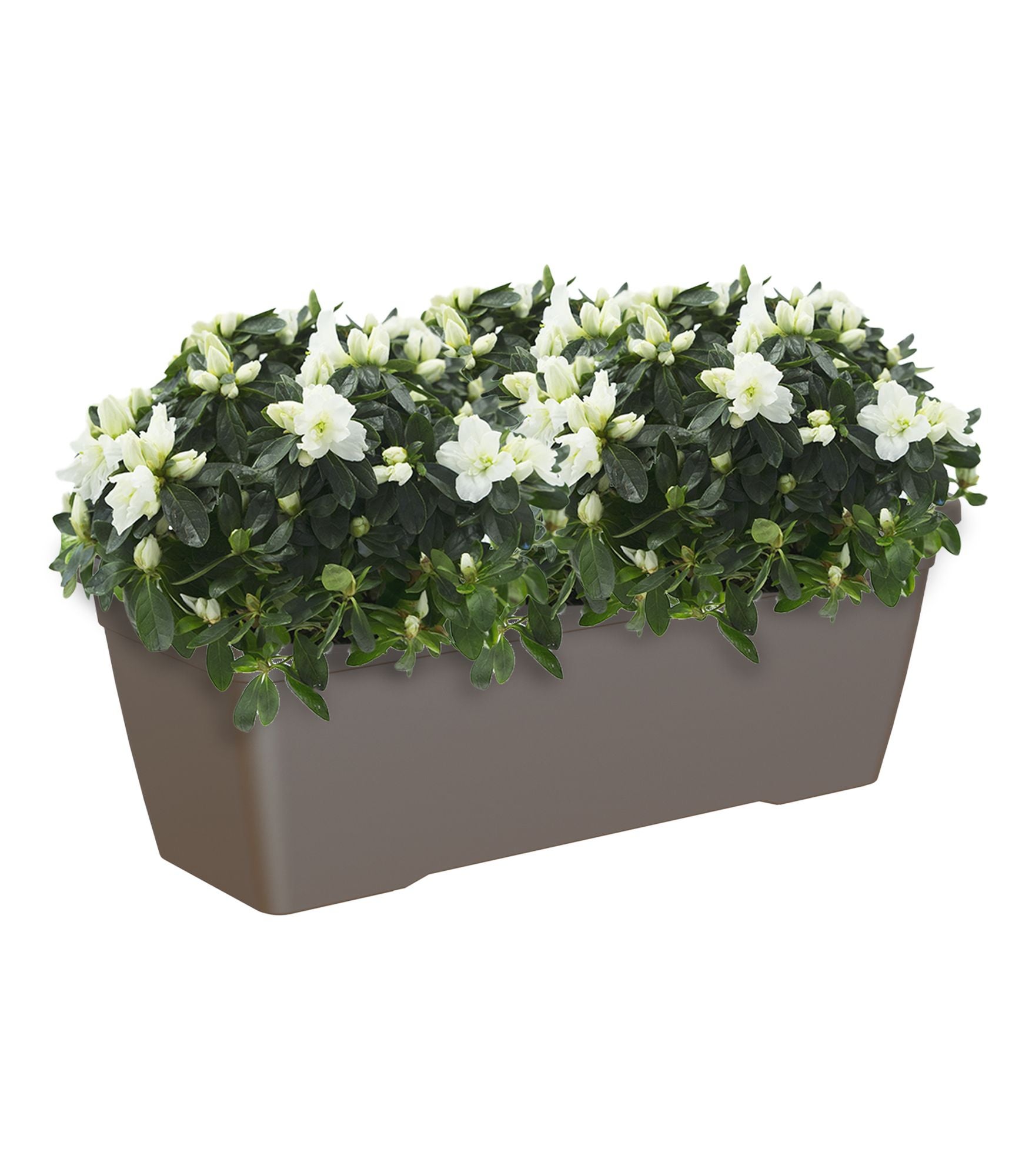 Jardinera de polipropileno venezia marrón 57.9x22 cm