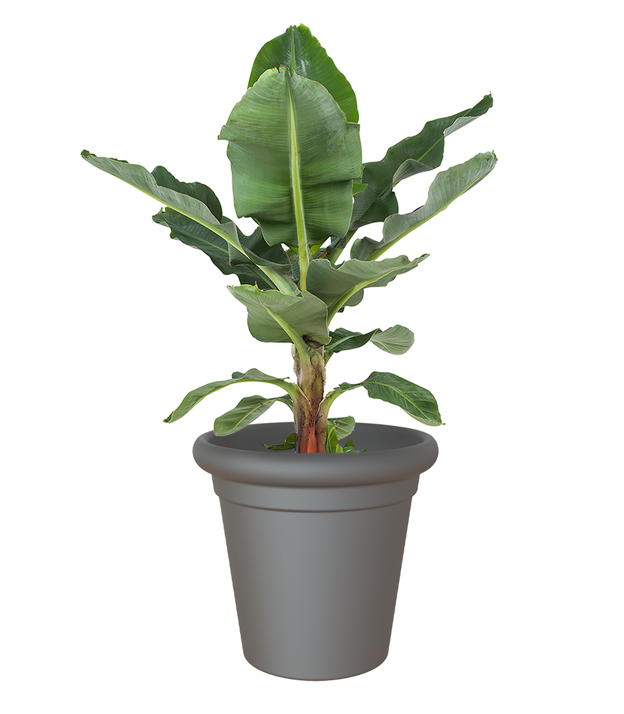 Maceta de polipropileno toscana antracita ø 40 cm