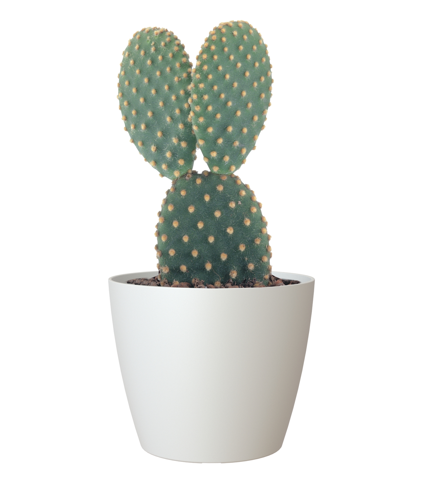 Maceta de polipropileno san remo blanca ø 6 cm