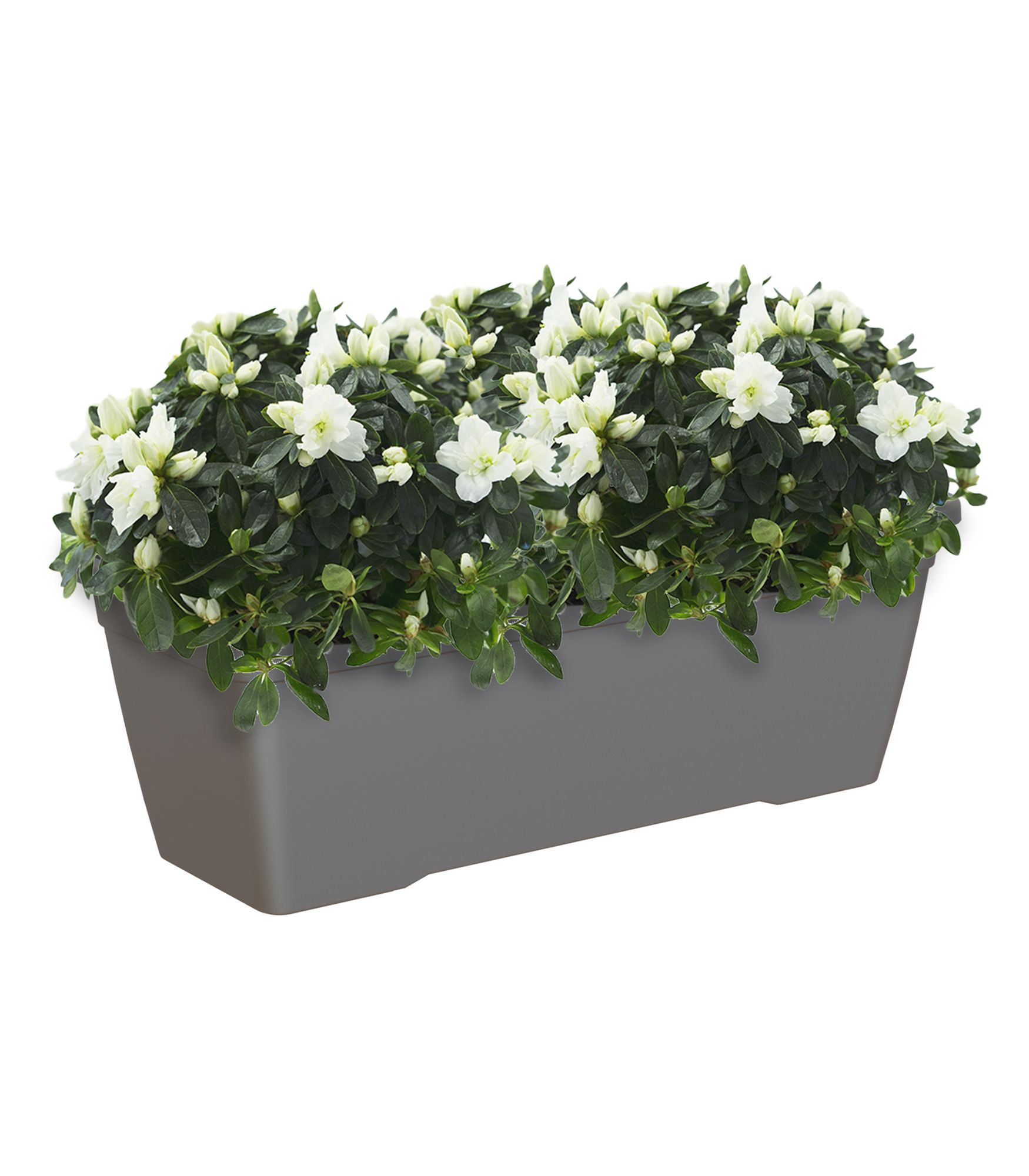 Jardinera de polipropileno venezia gris 57.9x22 cm