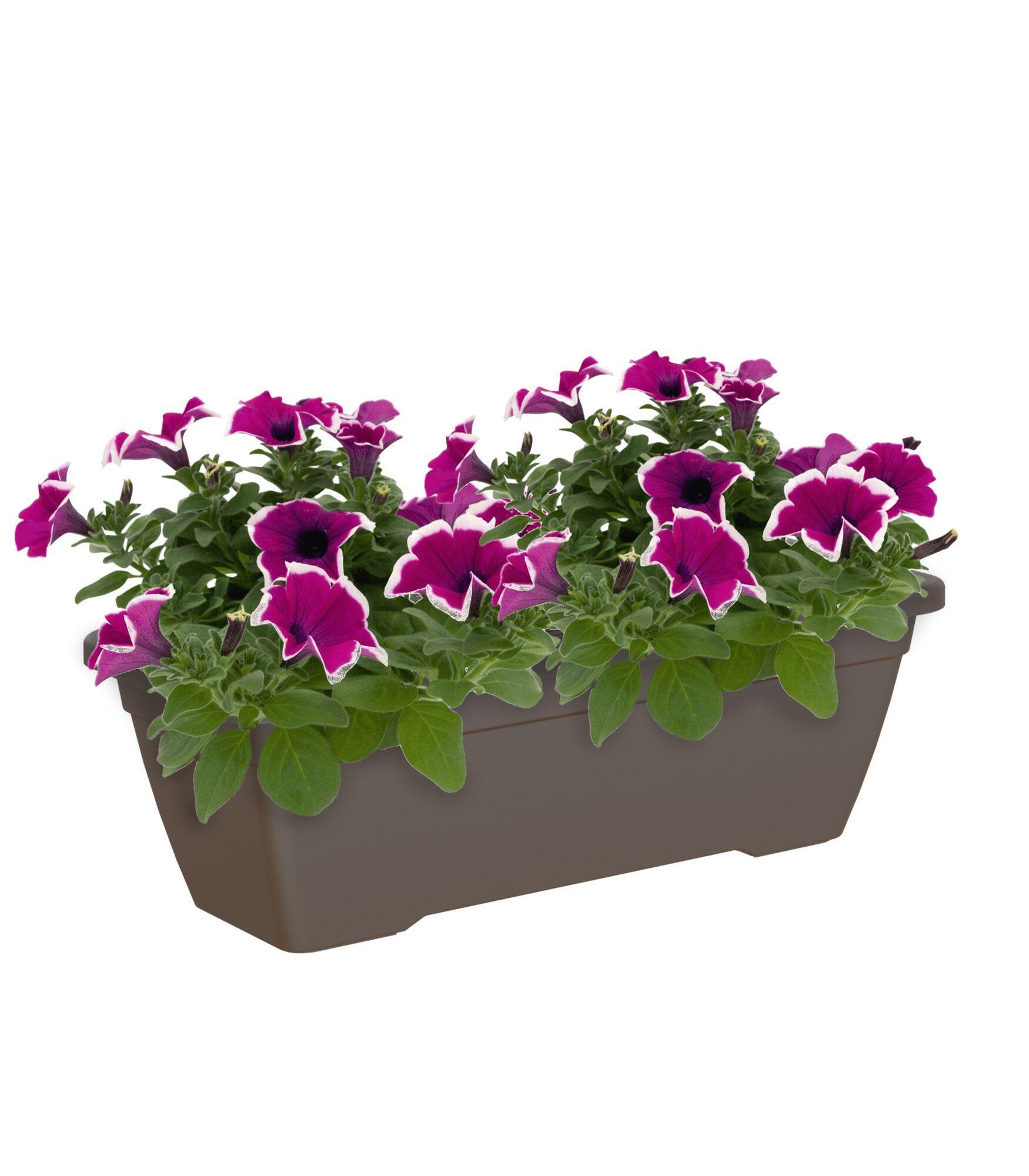 Jardinera de polipropileno venezia bronce 50x19,5x16,3cm