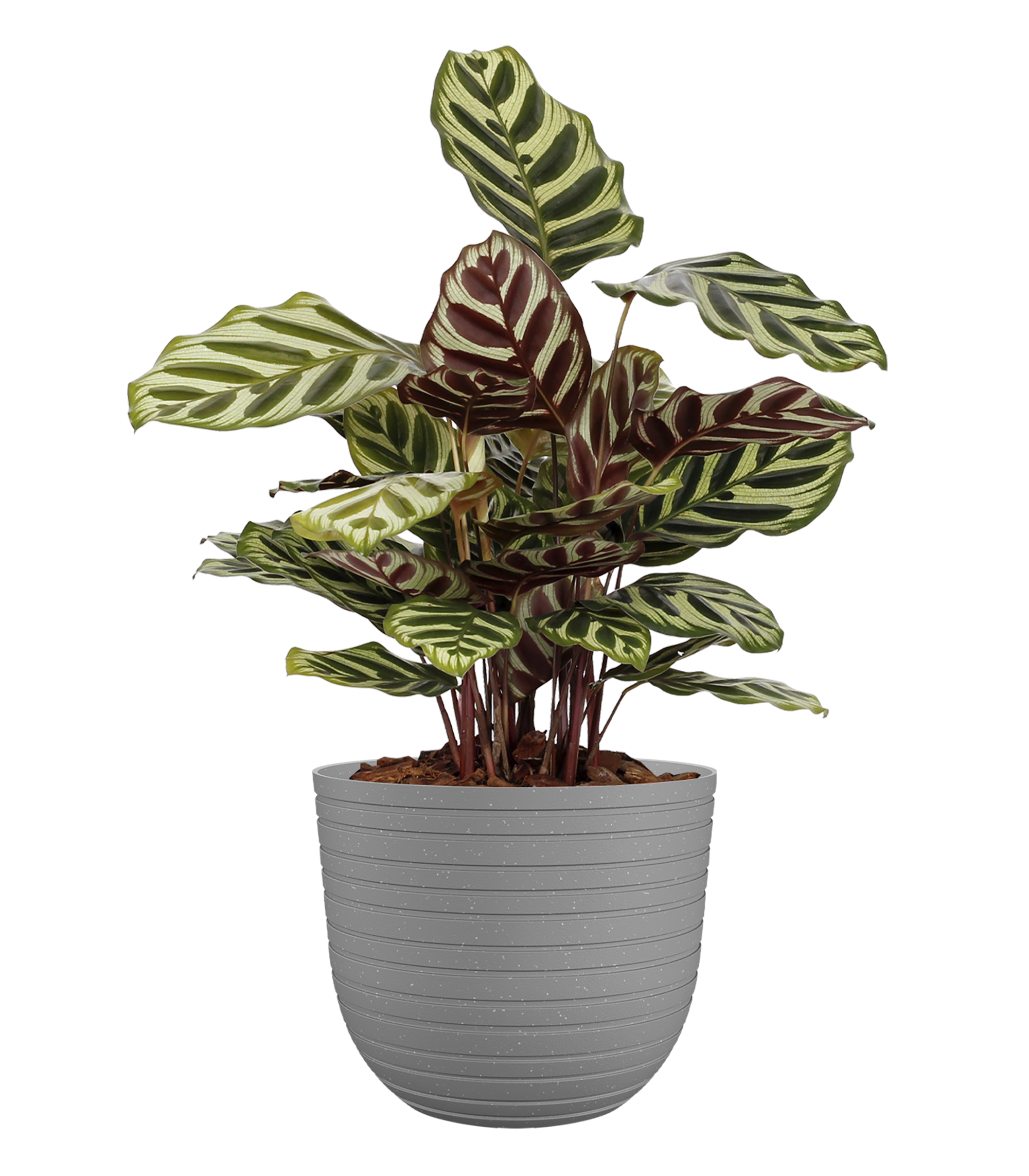 Maceta de polipropileno havana horizon caliza ø 20 cm