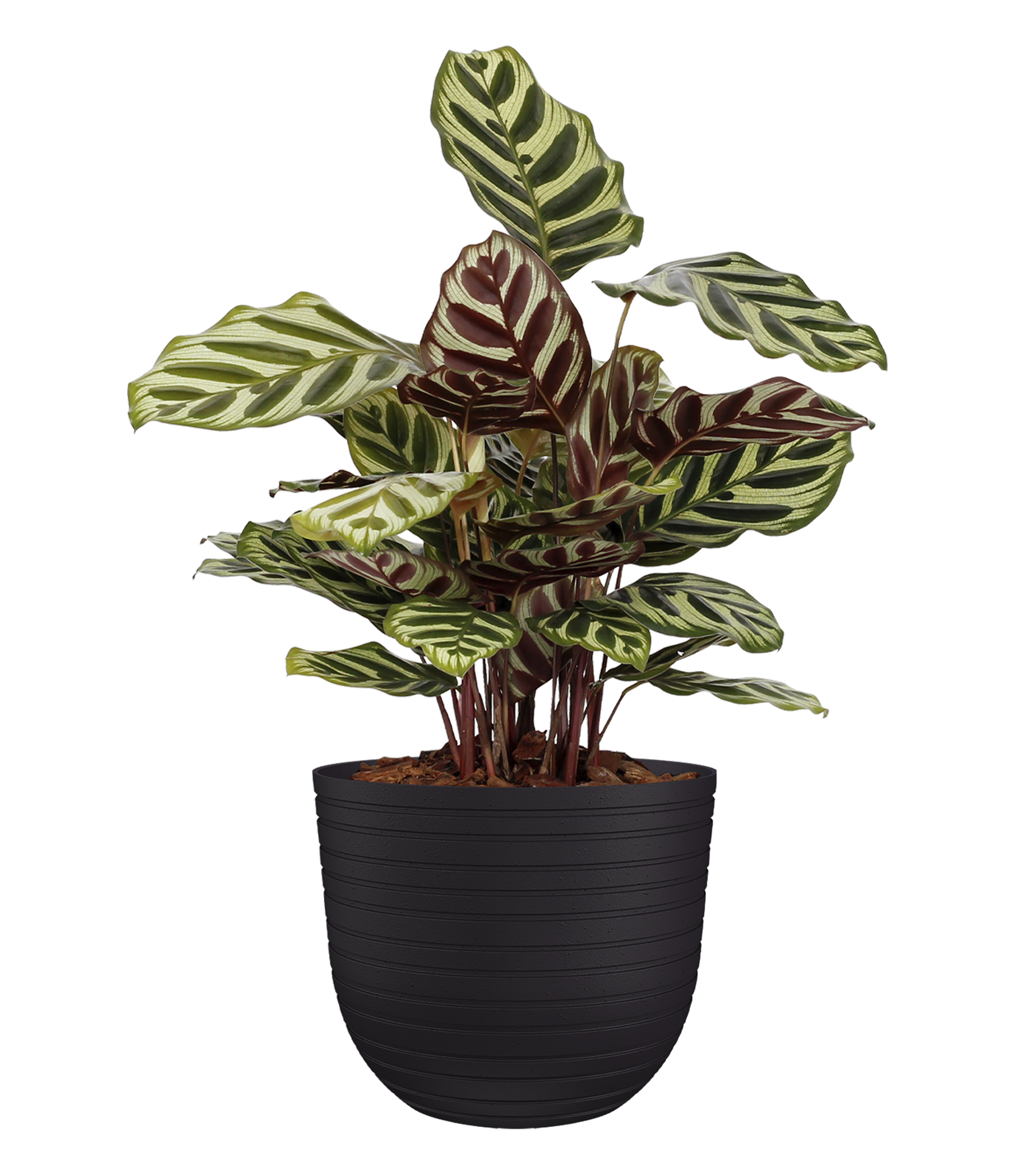 Maceta de polipropileno havana horizon volcán ø 20 cm