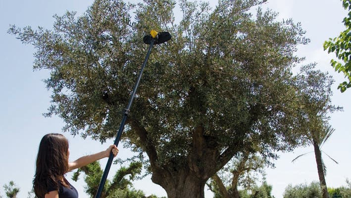 Vareador de olivos a batería. Ventajas y consejos.