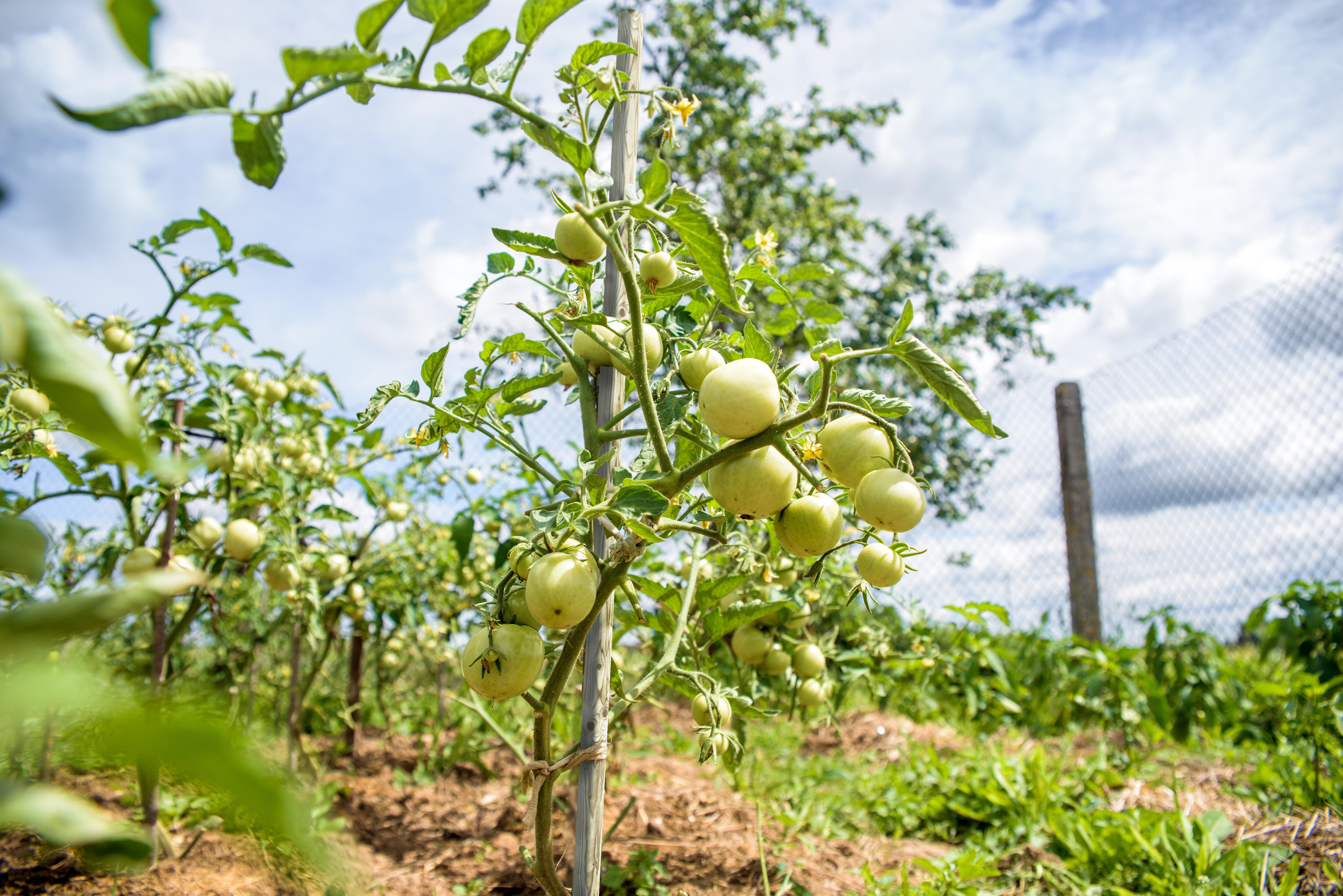 Poste de madera marrón de 2/4x150 cm - 2