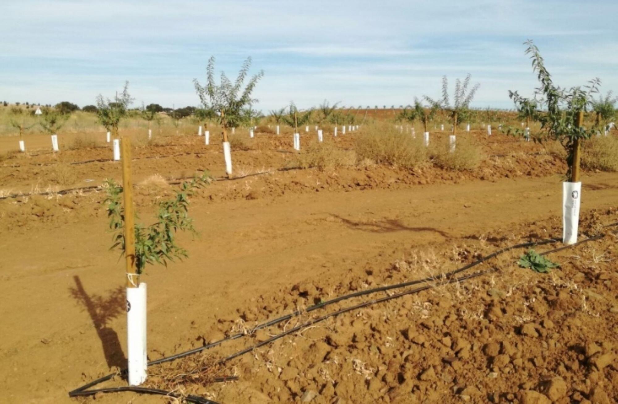 Poste de madera maciza 3/5 200 cm - 5