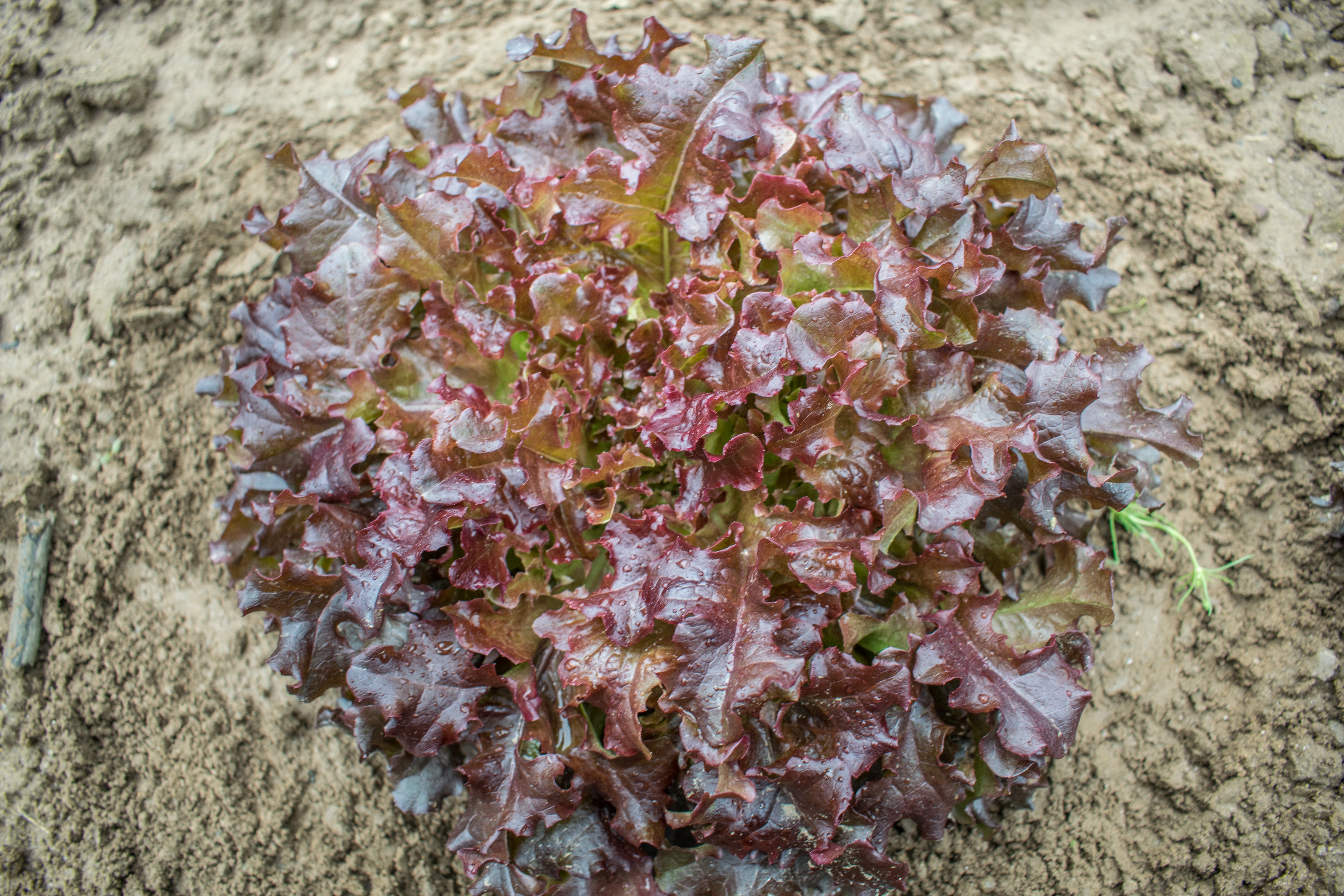 Semente de alface RED SALAD BOWL BIO 0,5G - 4