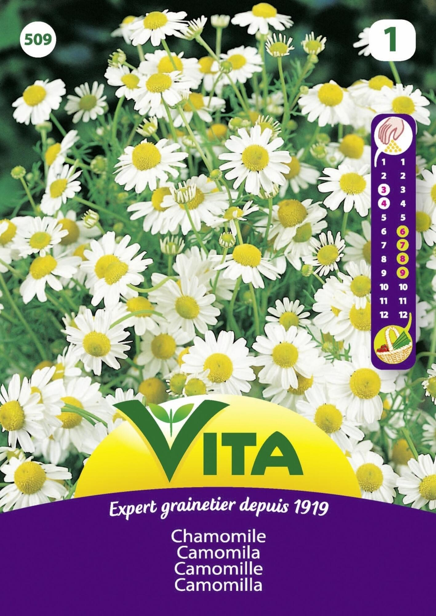 Semillas de manzanilla