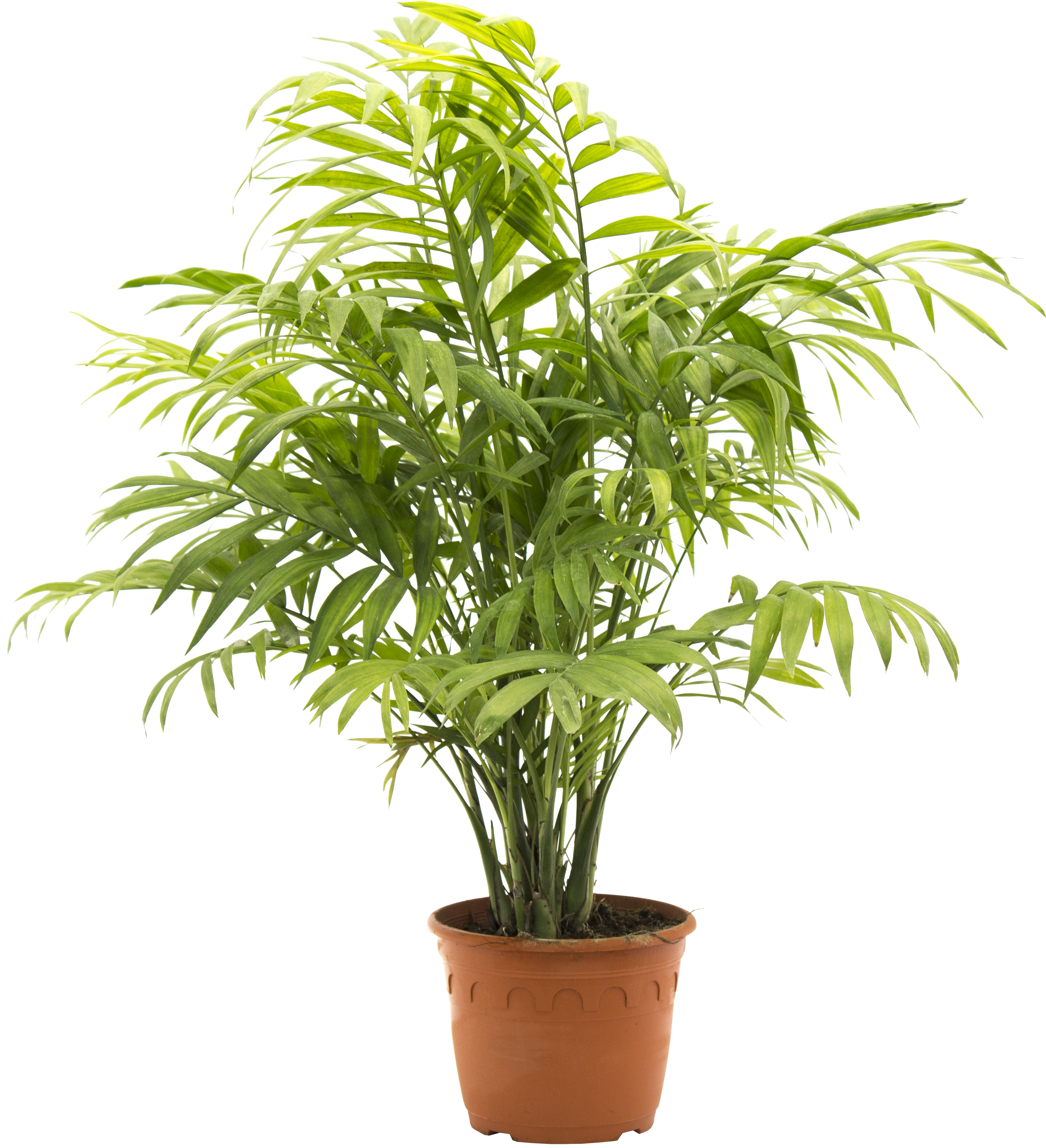 Planta de interior Chamaedorea elegans - 2