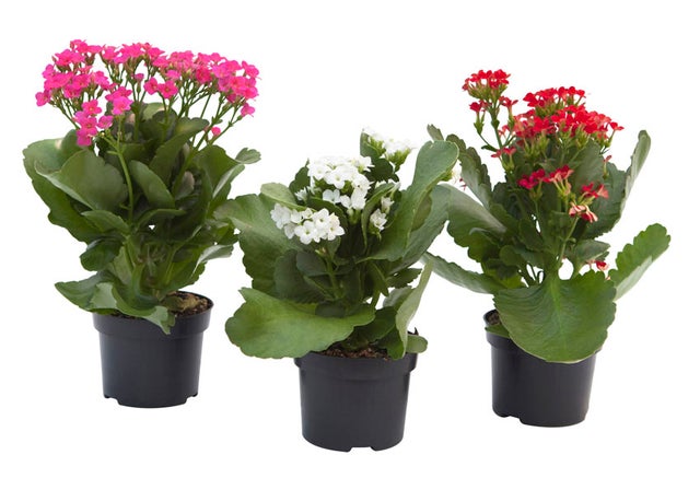 Planta con flores perenne en maceta de 10.5 cm Kalanchoe Blossfeldiana