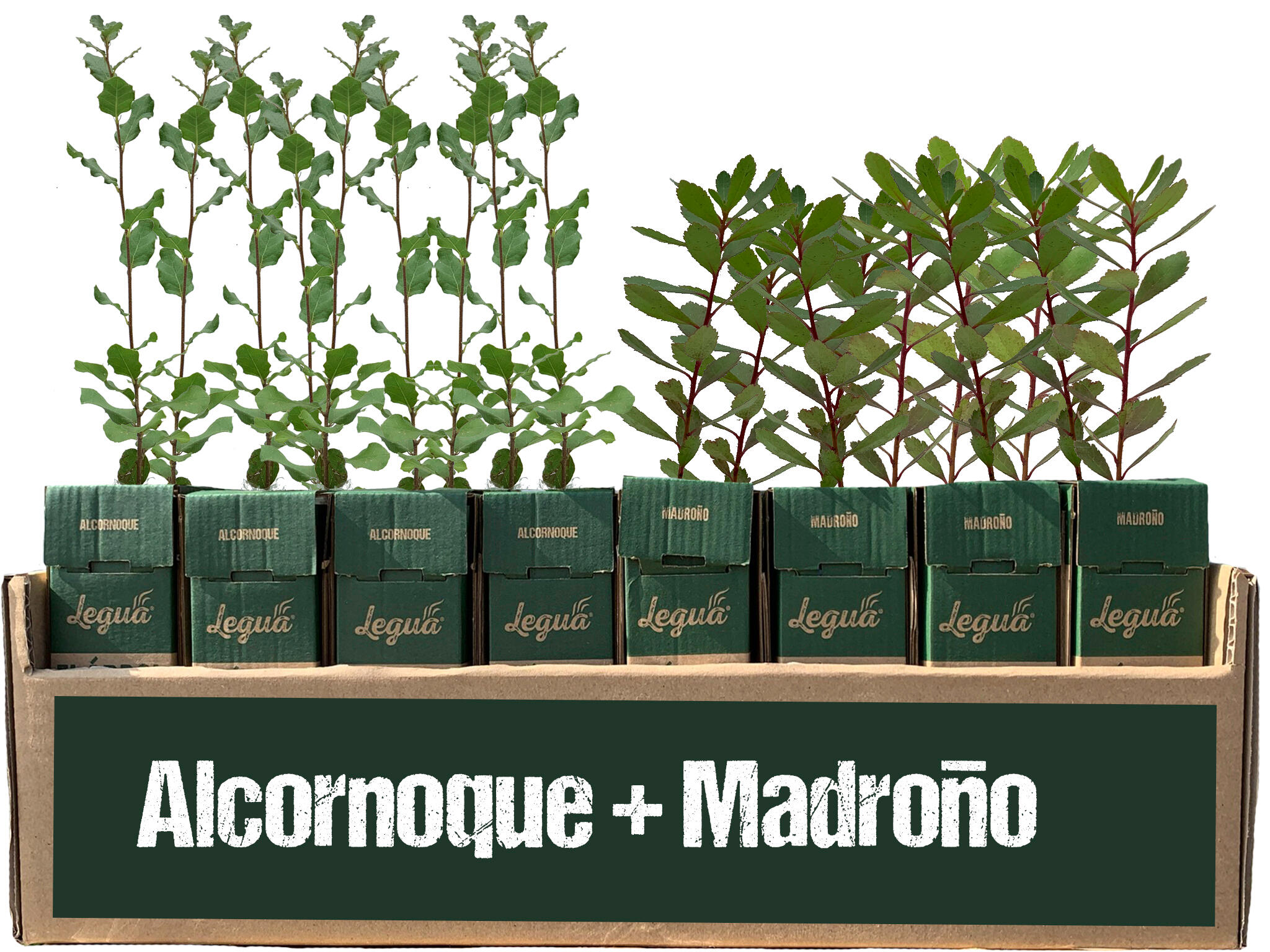 Madroño y alcornoque de 1 año en cepellón 24+24 uds