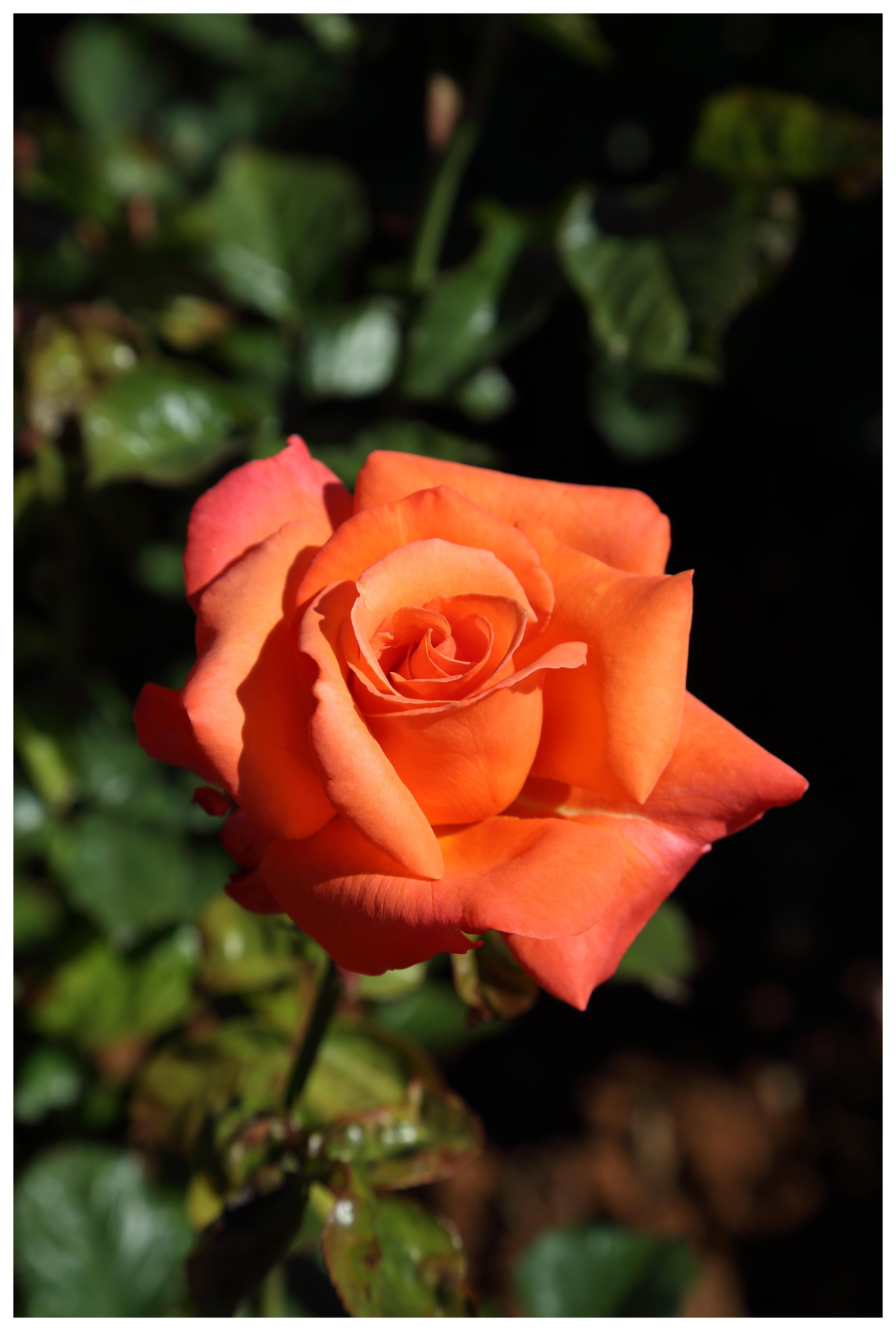 1 rosal alberta - femartina.