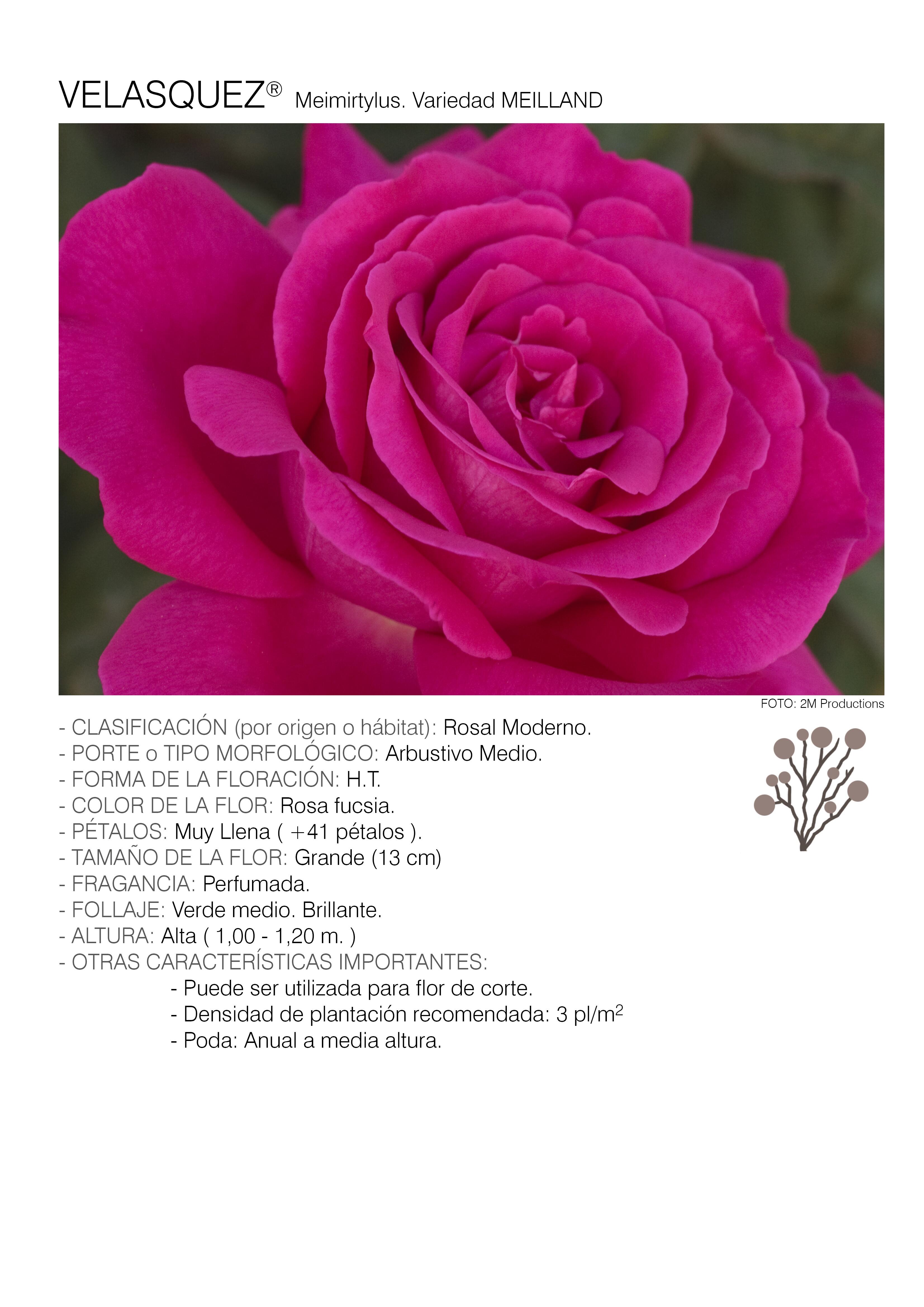 1 rosal velasquez - meimirtylus.