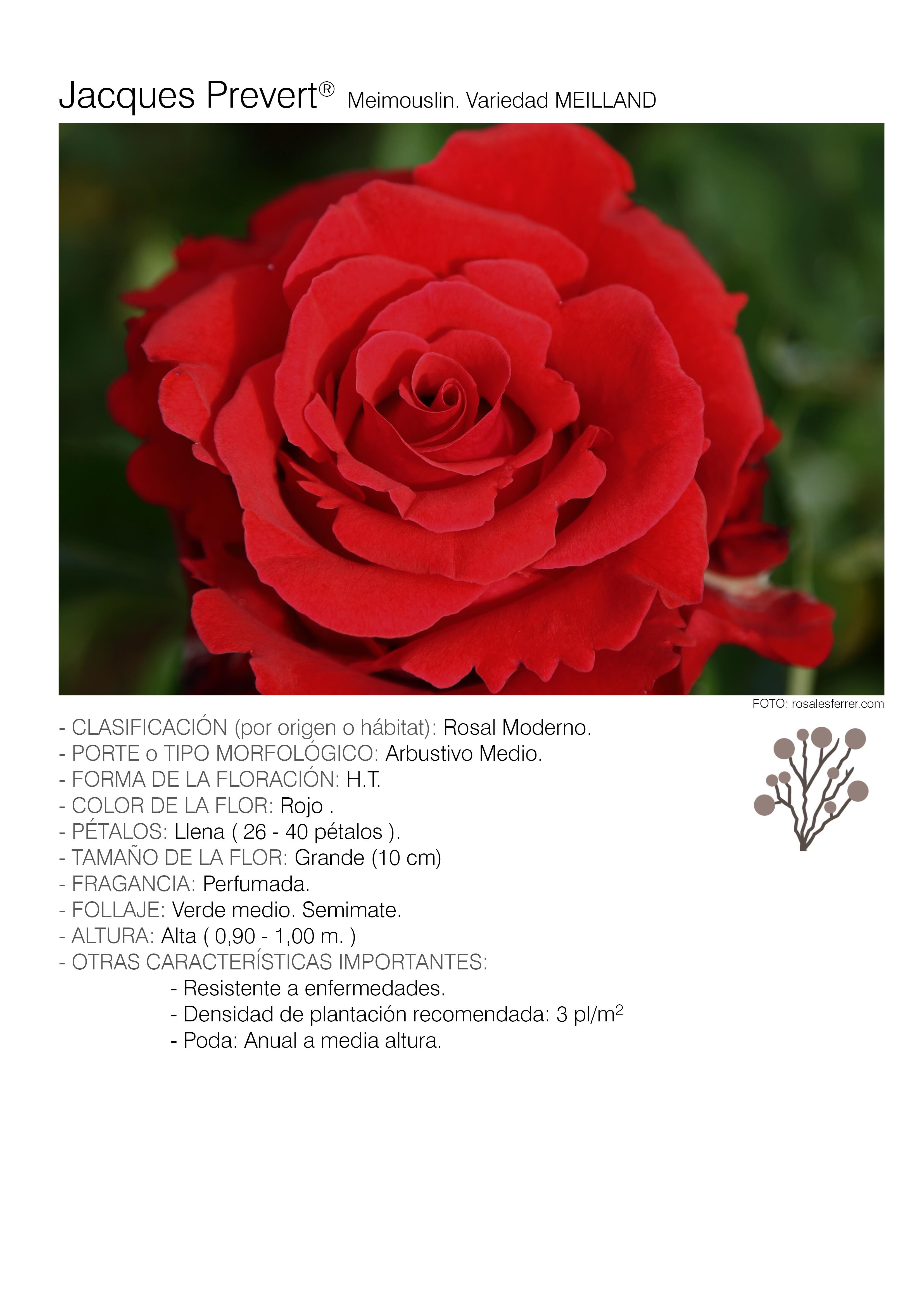 10 rosales jacques prevert - meimouslin.