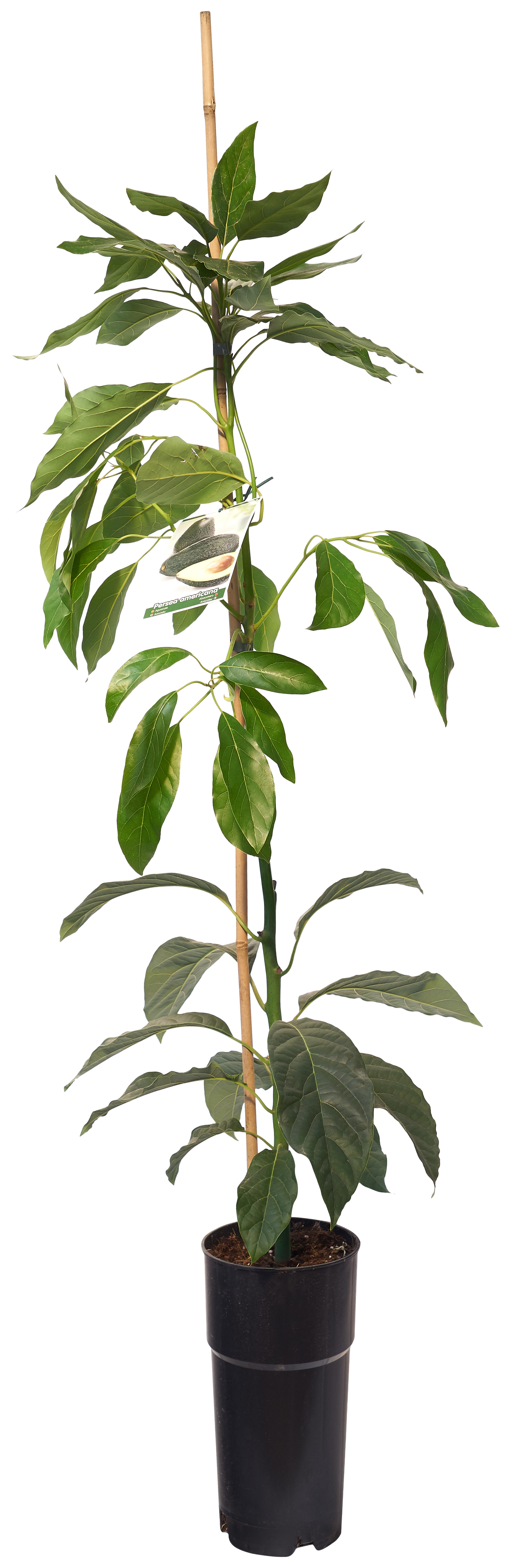 Aguacate Persea hass de 1 año 100-125 cm en maceta - 2