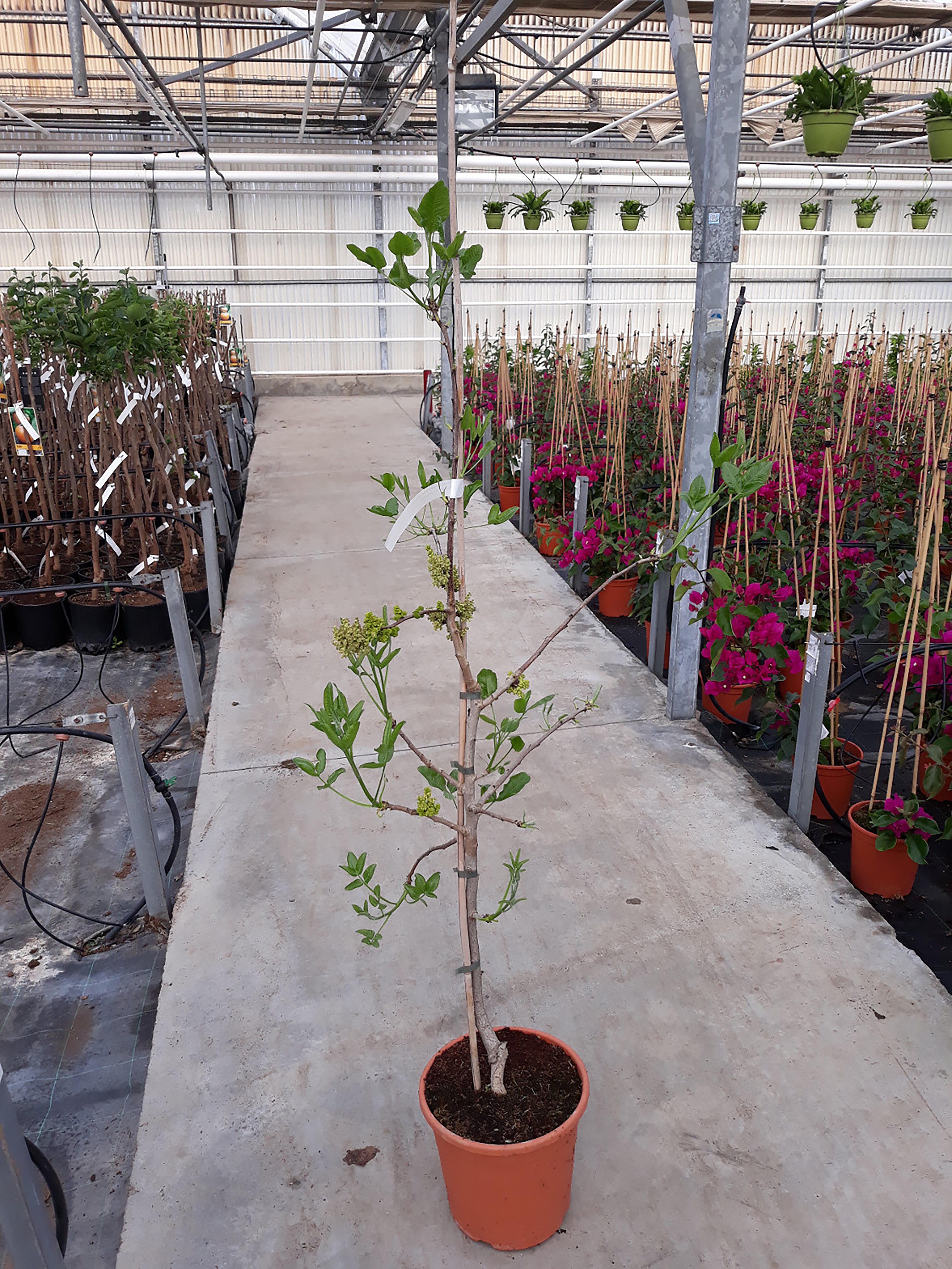 Cómo-cuidar-y-cultivar-pistacho