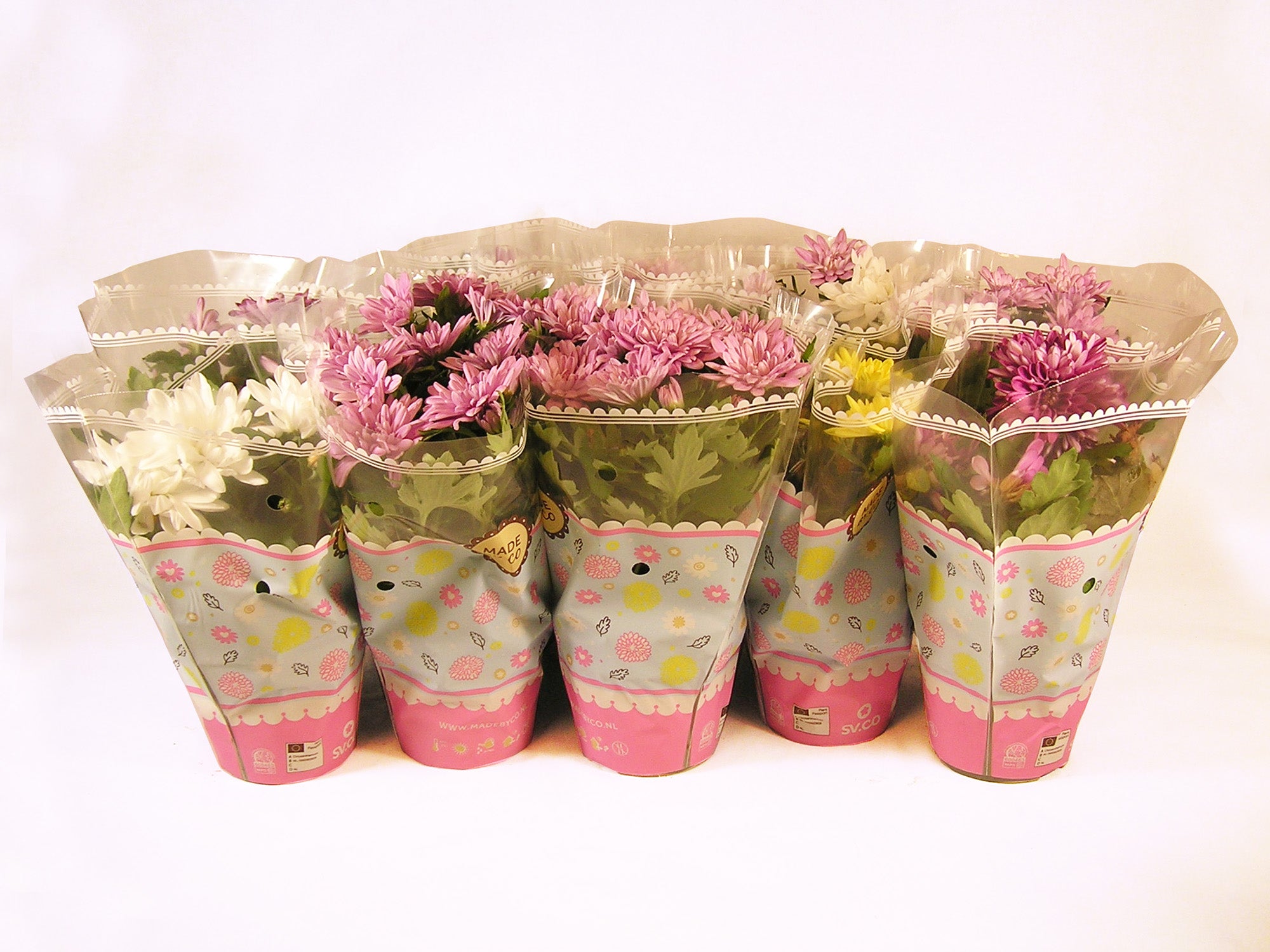 Planta con flores chrysantemum 12 uds en maceta de 12 cm