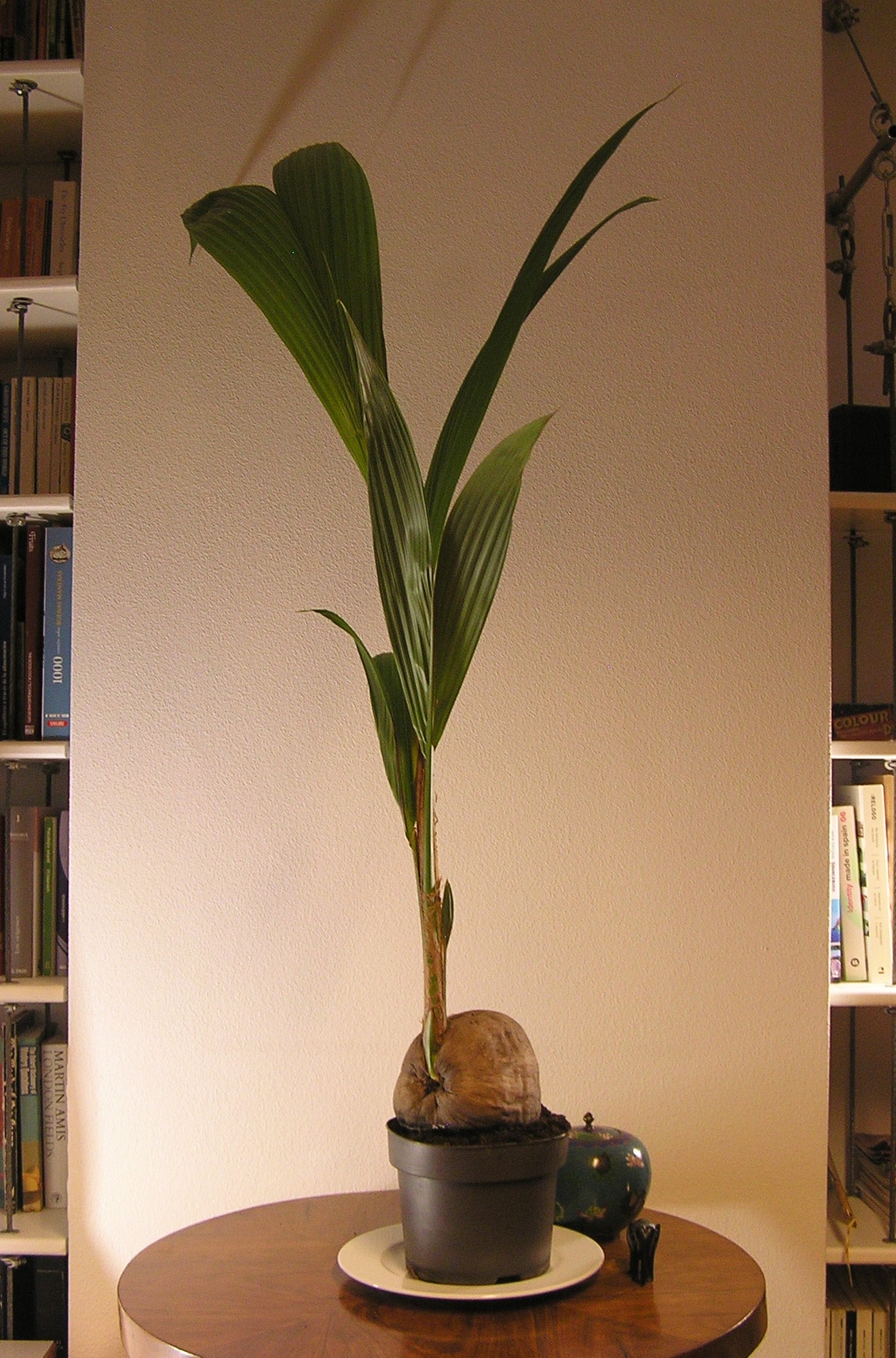 Planta verde Cocos Nucifera 130 cm en maceta de 19 cm - 2