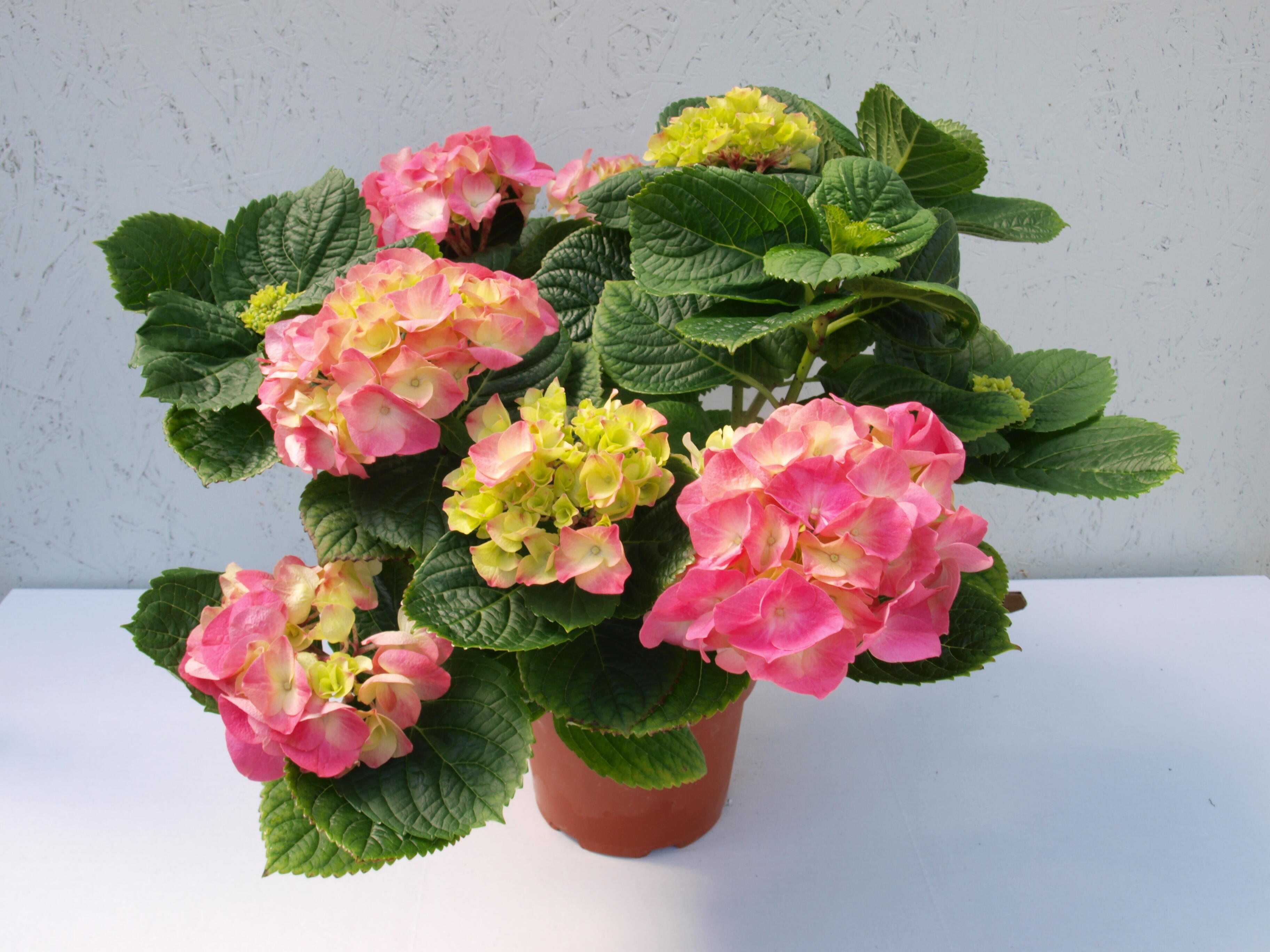 Hortensia exterior 5 uds en maceta de 14 cm