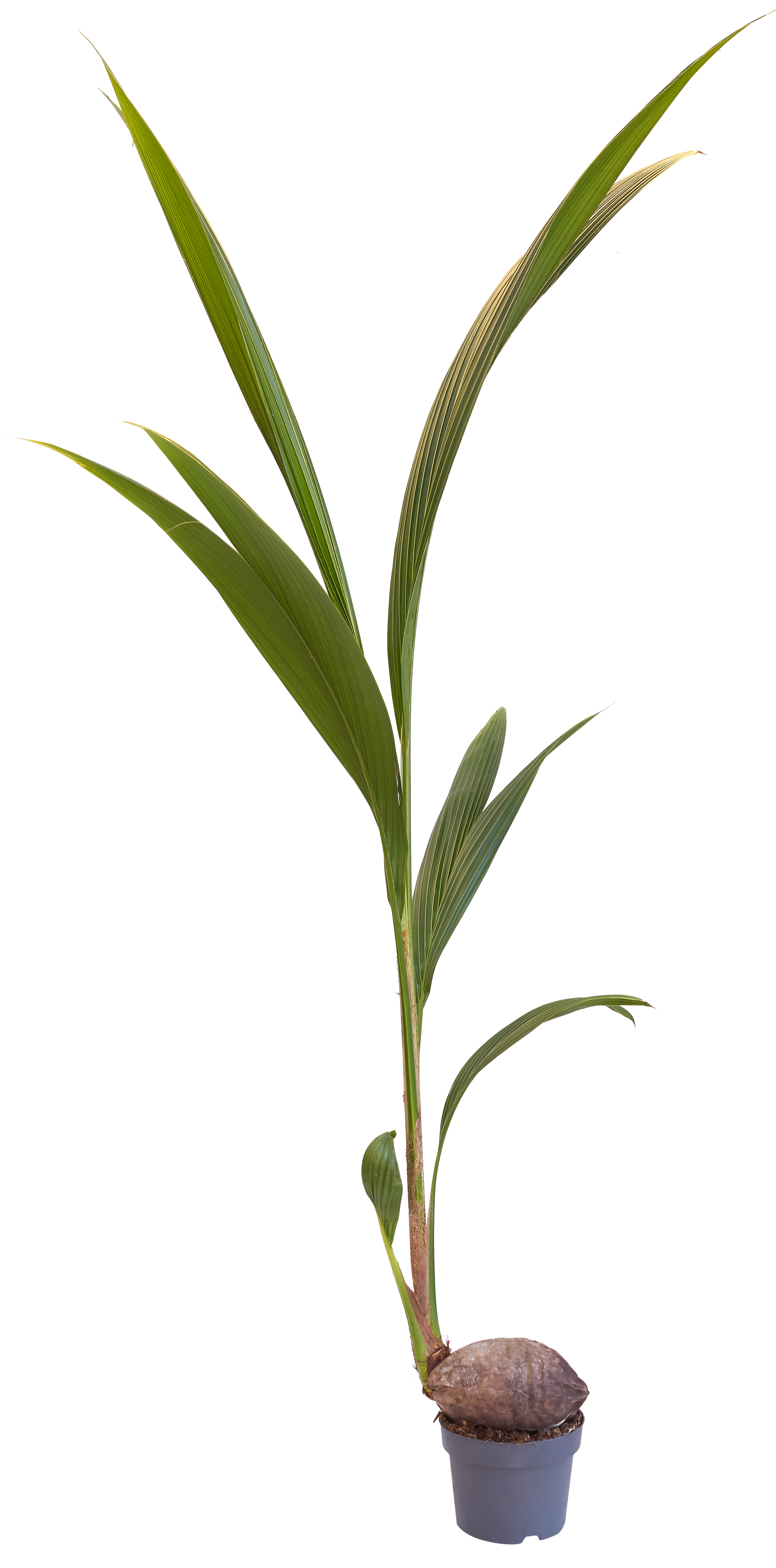Planta de interior cocos nucifera