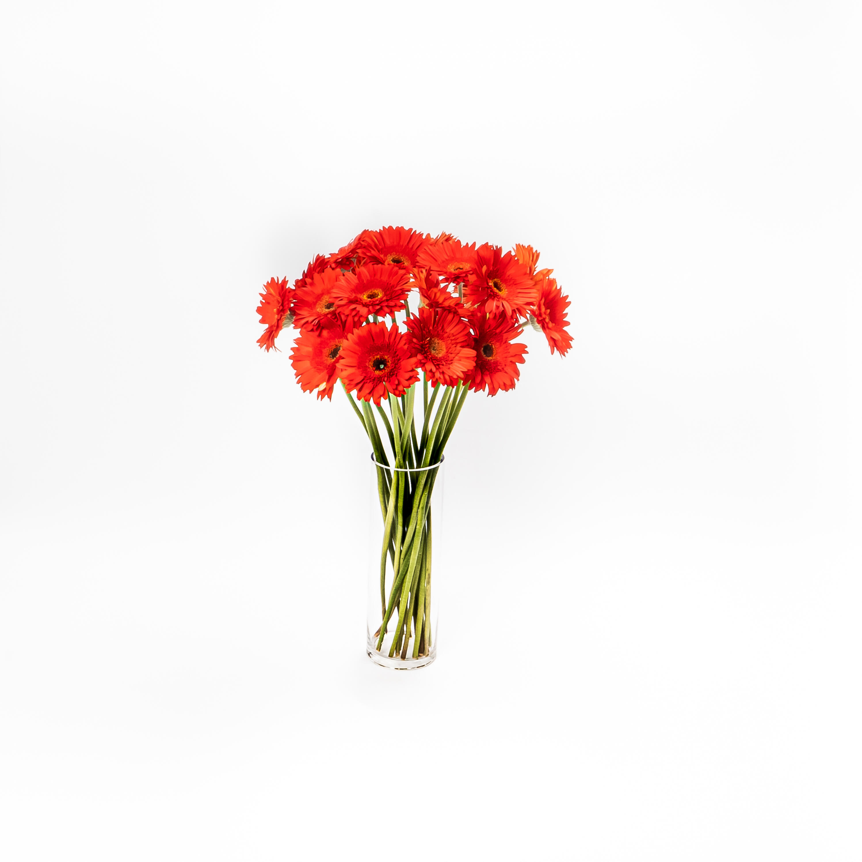 Ramo de 20 gerberas rojas