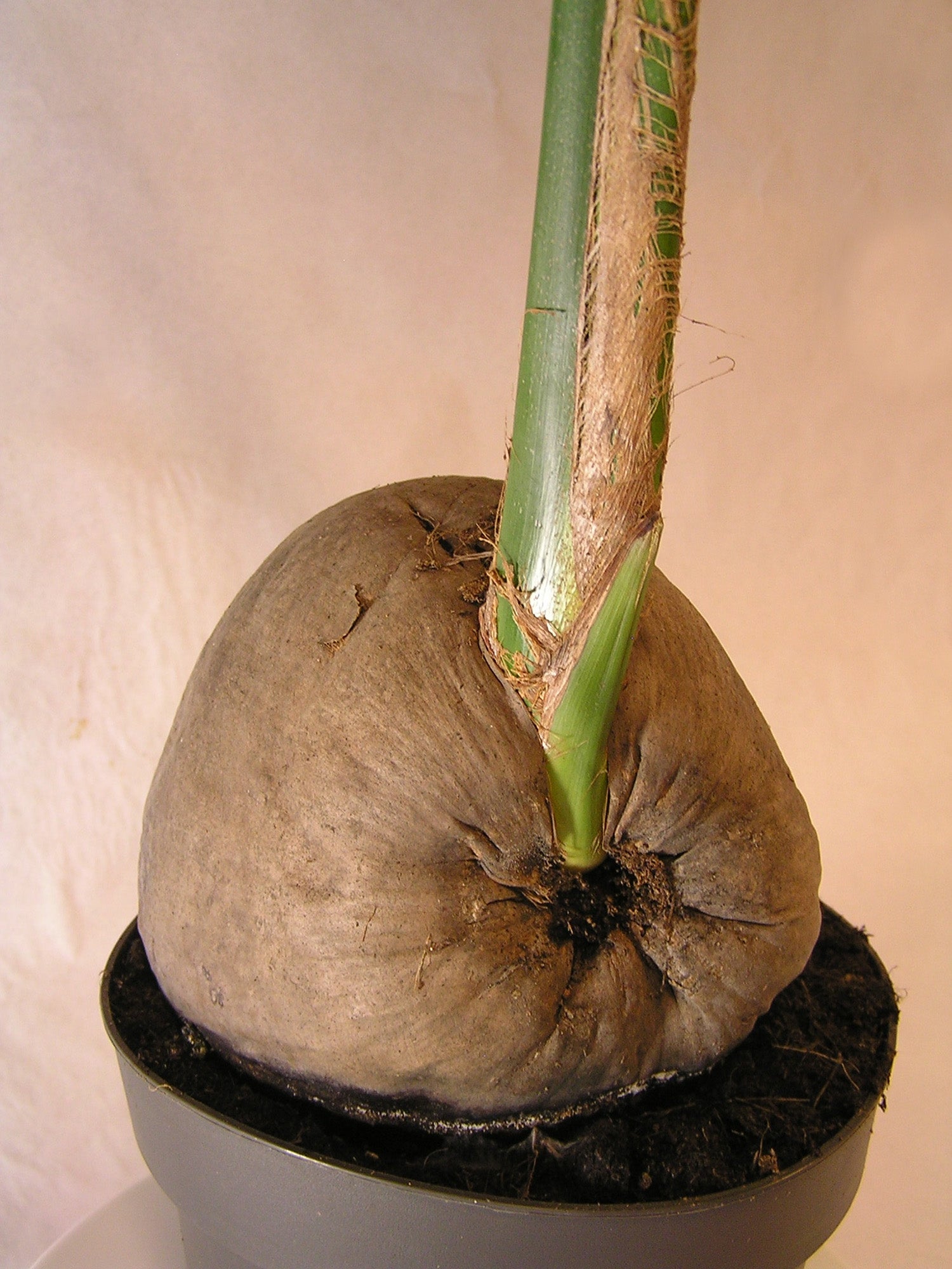 Planta verde Cocos Nucifera 130 cm en maceta de 19 cm - 3