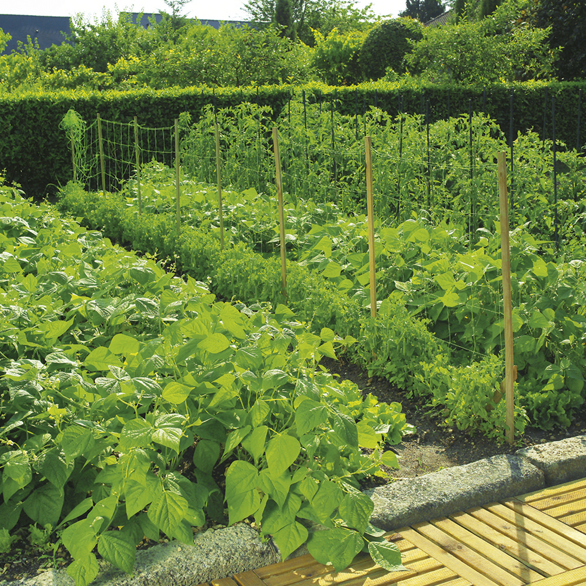 Soporte para plantar de polipropileno de 0.1m de alto y 7 mm de diámetro - 2