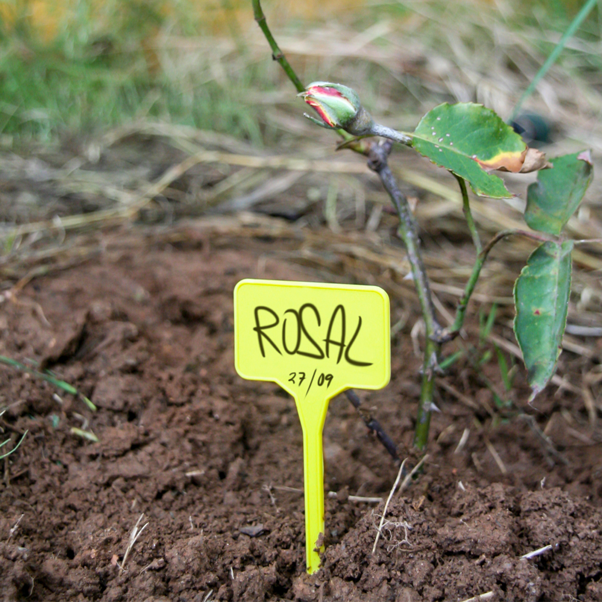 10 etiquetas de plástico para plantas 15 cm - 2