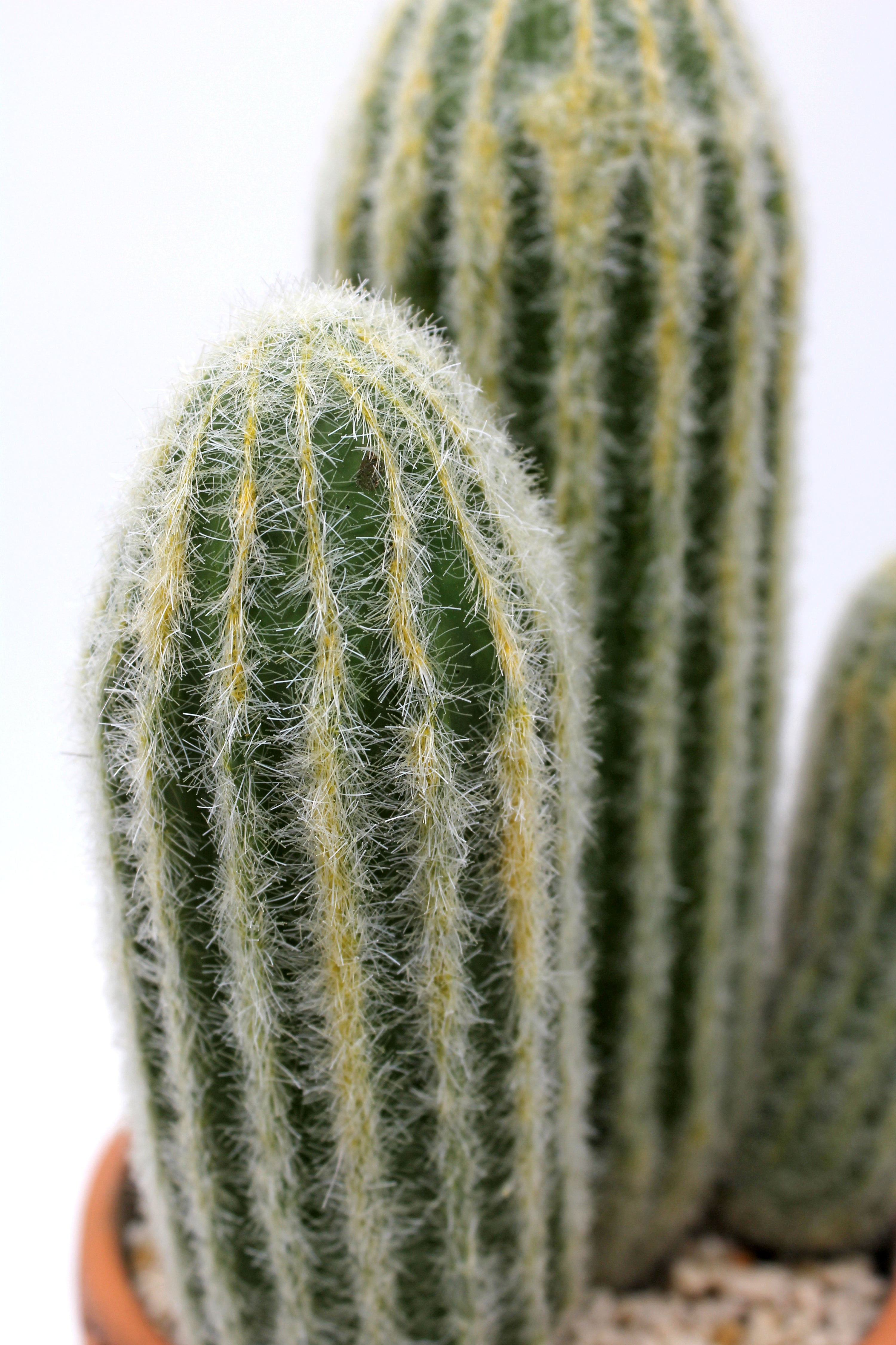 Planta artificial em vaso verde 14x31x14 cm Cactus - 3