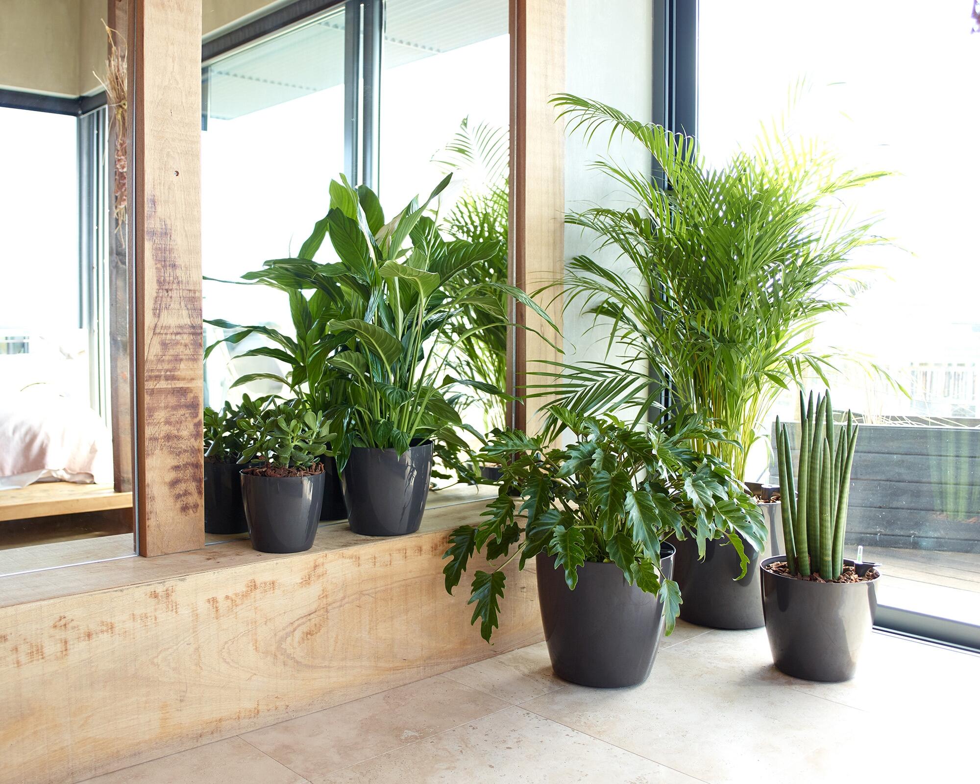 Vaso san remo 12cm branco - 6