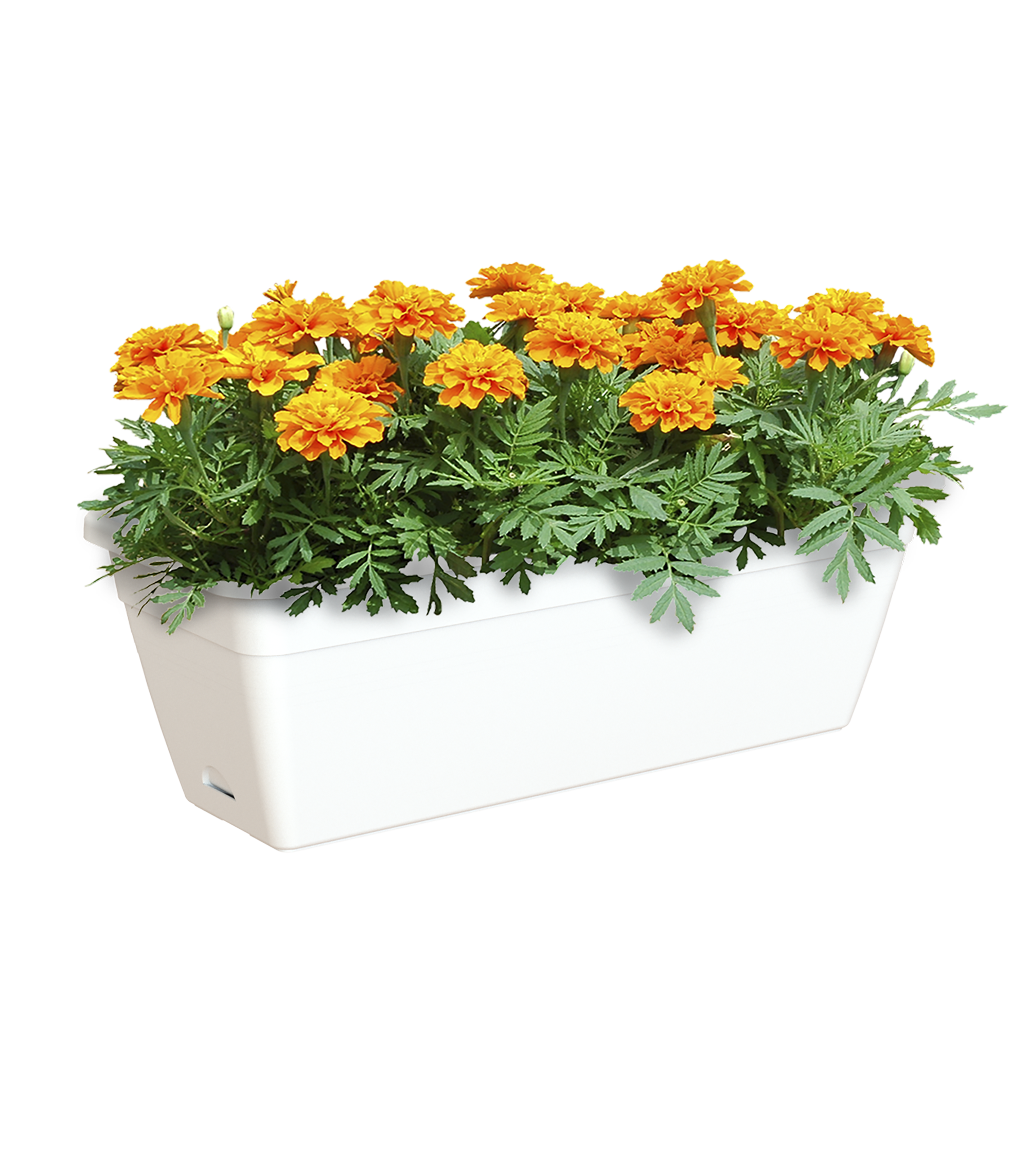 Jardinera auto riego de polipropileno venezia blanco 31.5x10.5x12cm