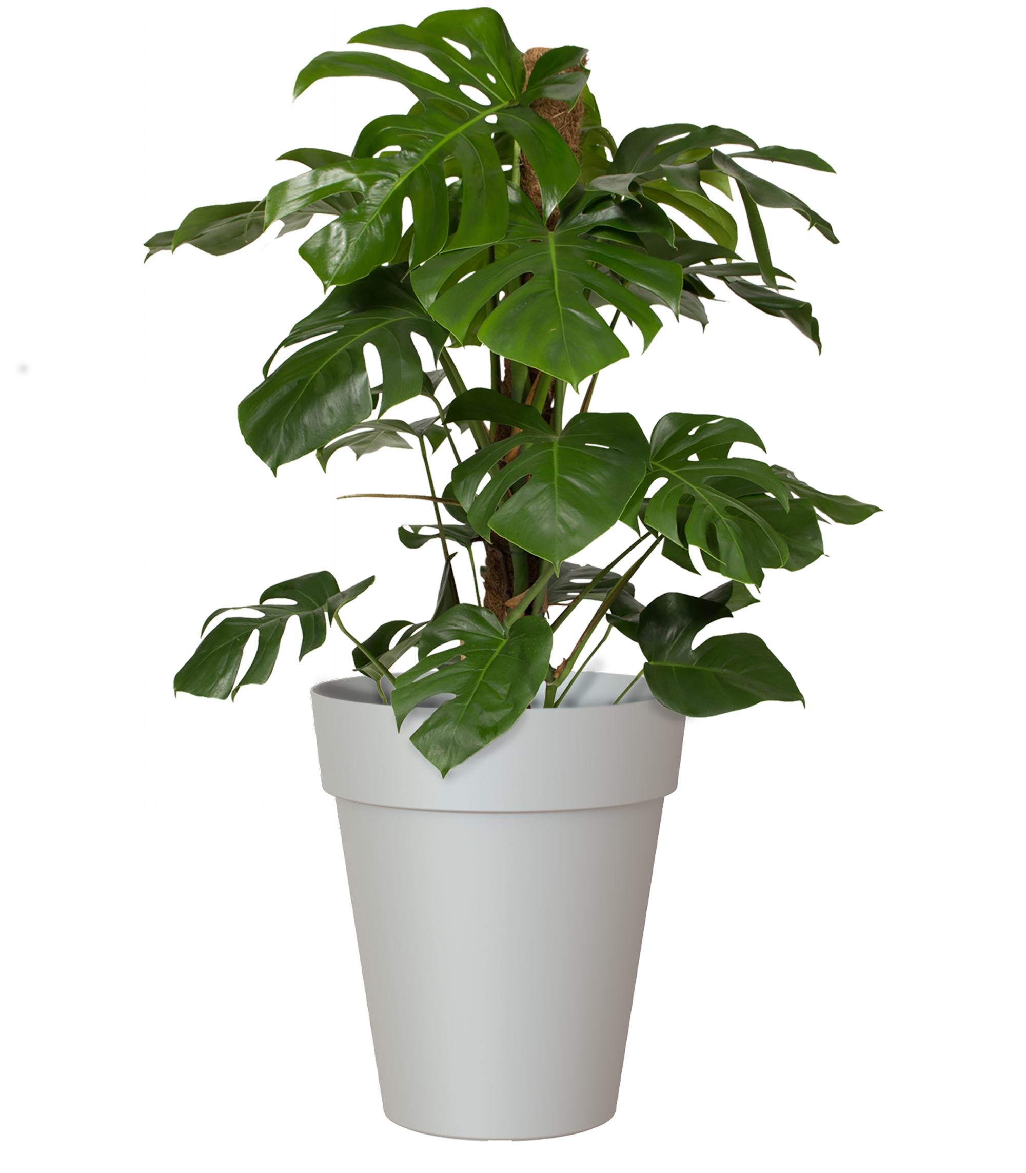 Maceta de polipropileno capri gris 40x46.3 cm