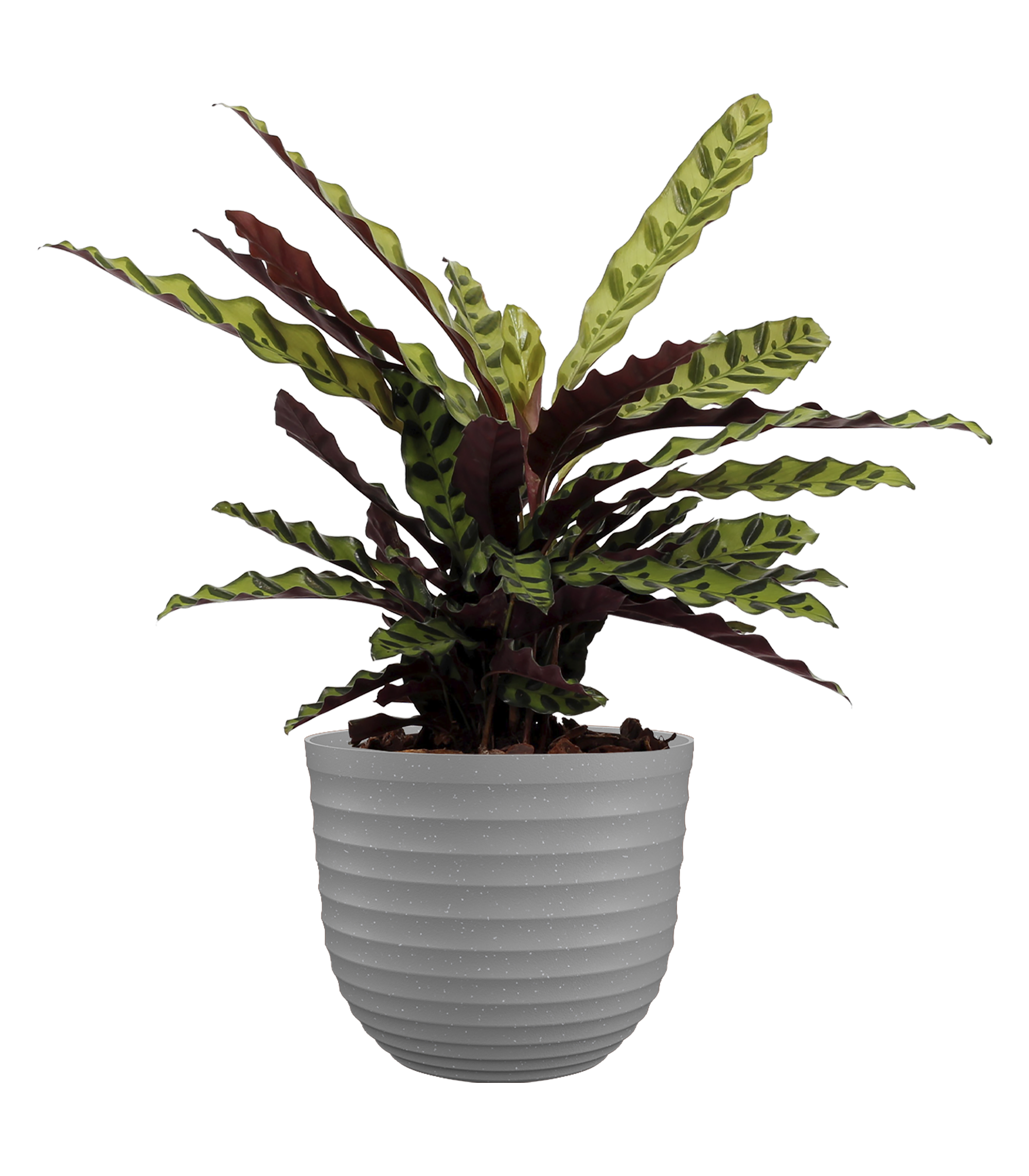 Maceta de polipropileno havana waves caliza ø 30 cm