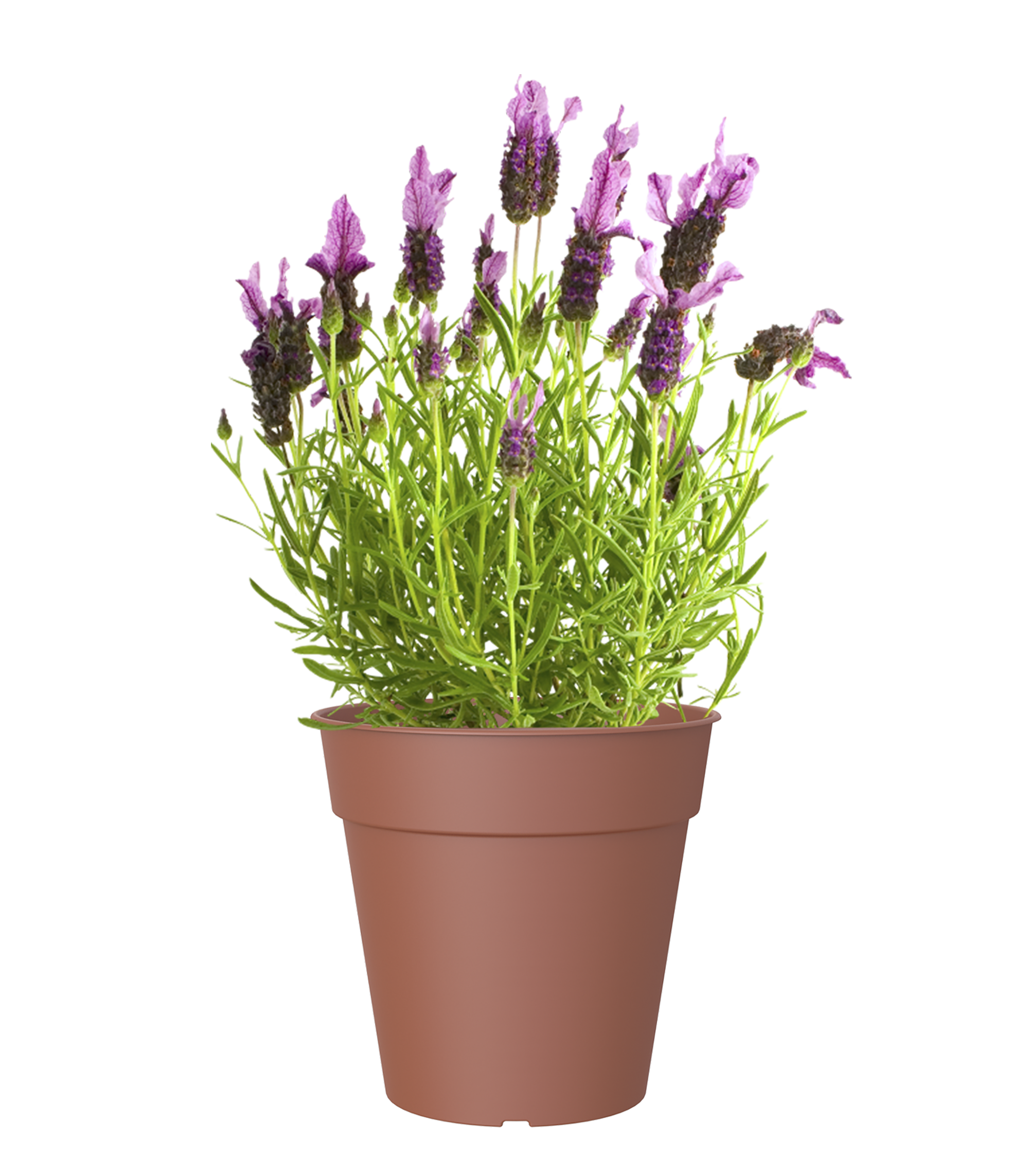 Vaso MADAGASCAR D23CM TERRACOTA - 2