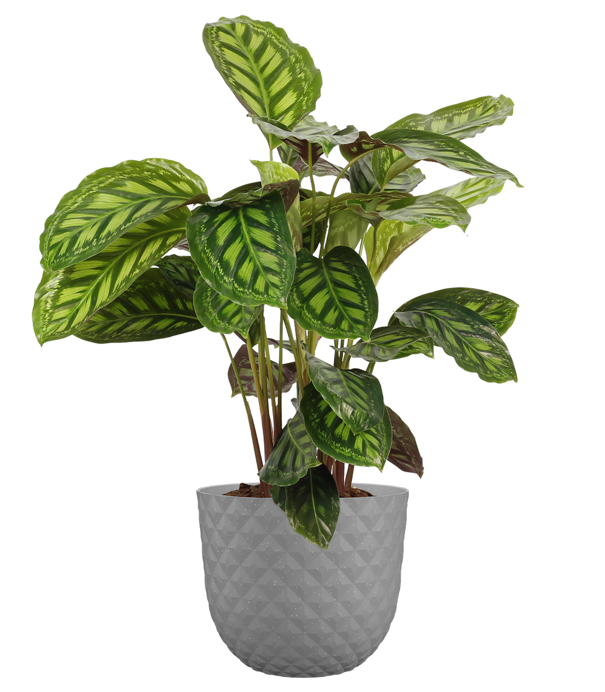 Maceta de polipropileno havana tropical caliza ø 50 cm
