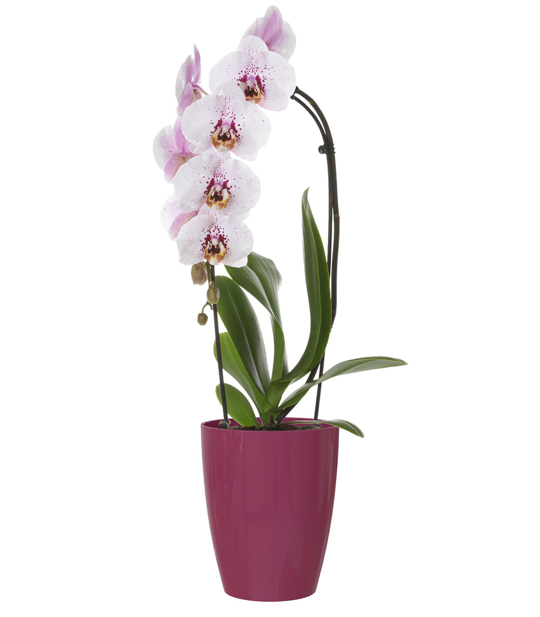 Maceta orquídea fiji rosa intenso 10,5x10,5x12,7cm
