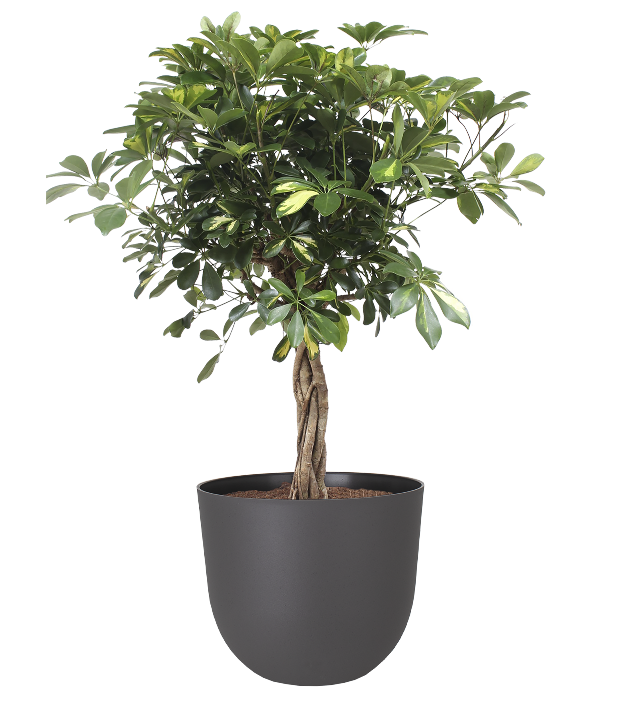 Maceta de polipropileno havana natural volcán ø 40 cm