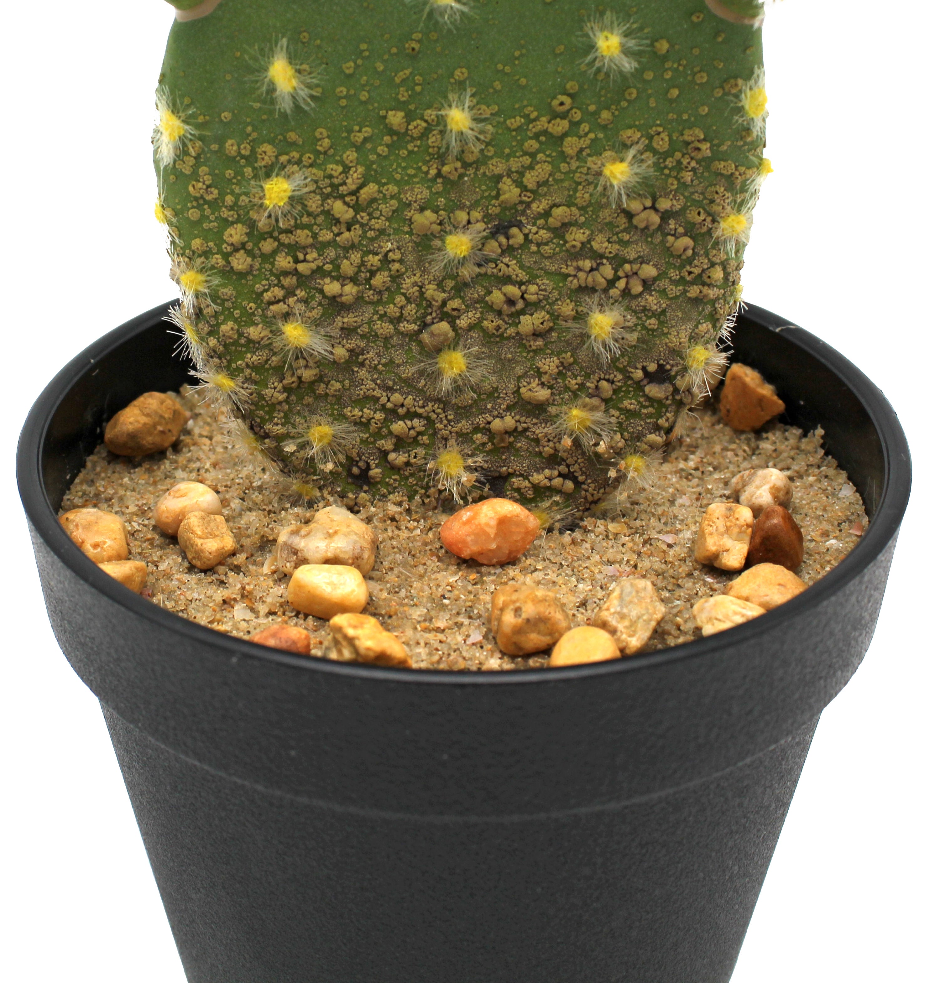 Planta artificial Cactus de 44.5 cm de altura en maceta de 12.5 cm - 2
