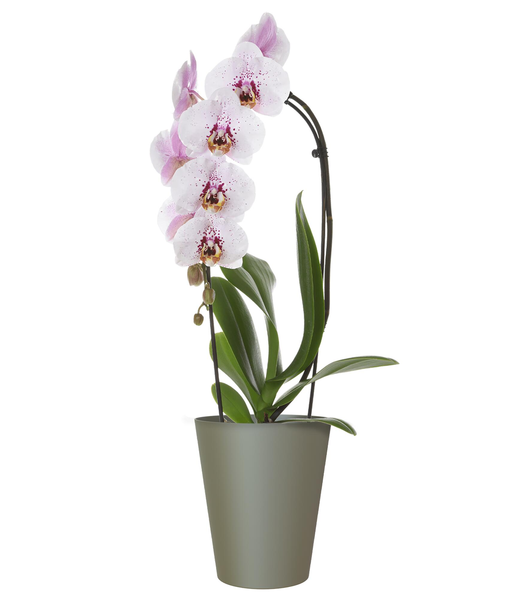 Maceta orquídea porto verde seco 12,7x12,7x15cm