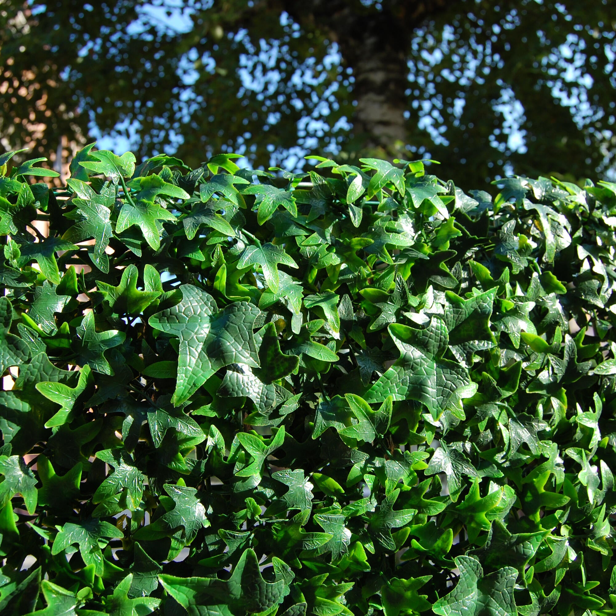 Giardino verticale parete Edera Divy 3D in polietilene alta densità, verde H 0.5 m x L 0.5 m - 5