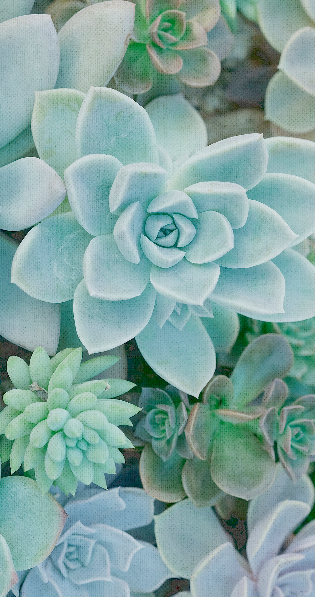 Mural adhesivo textil liso lavable naturaleza Succulent azul 132 x 260 cm MOTIF - 5